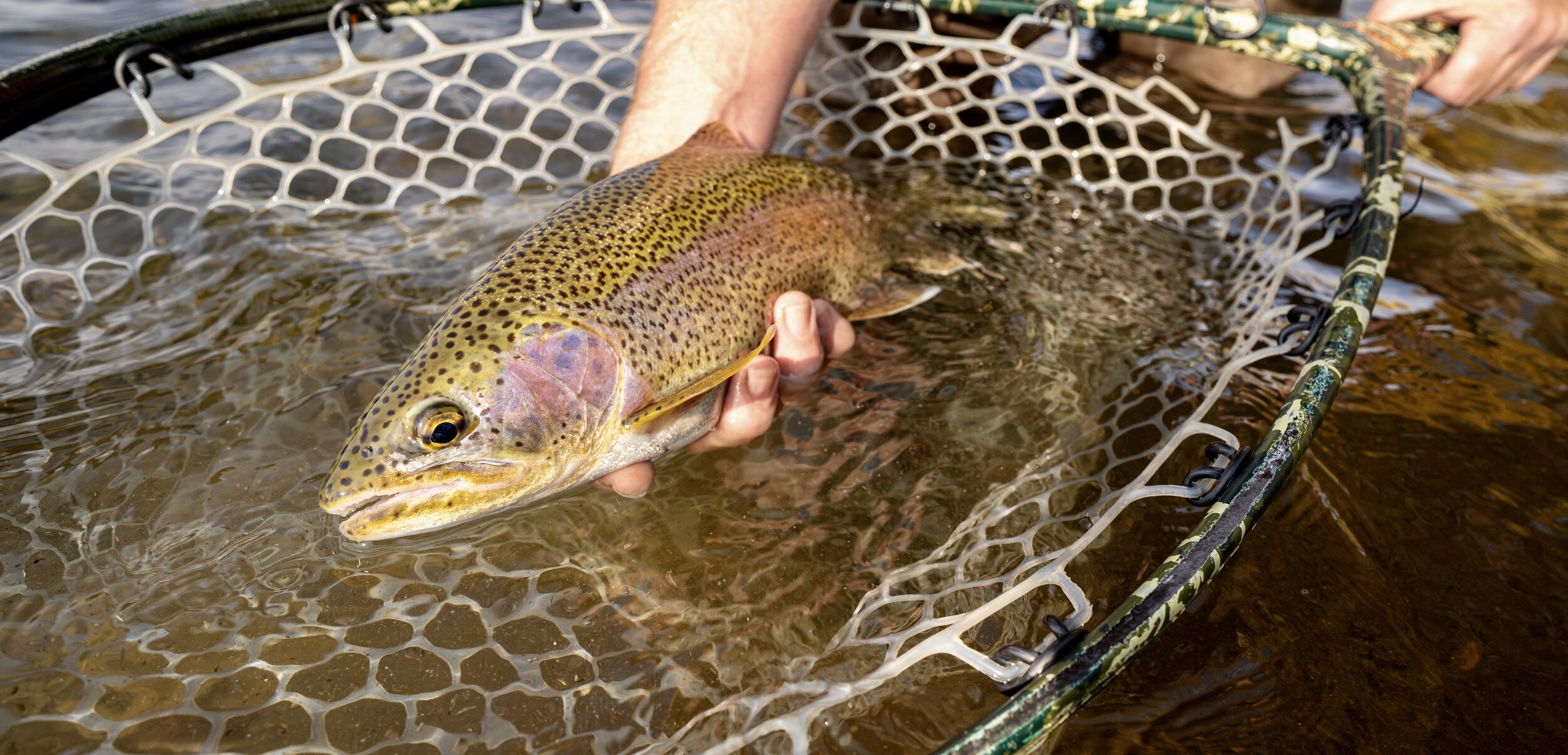 Fly Fish Montana