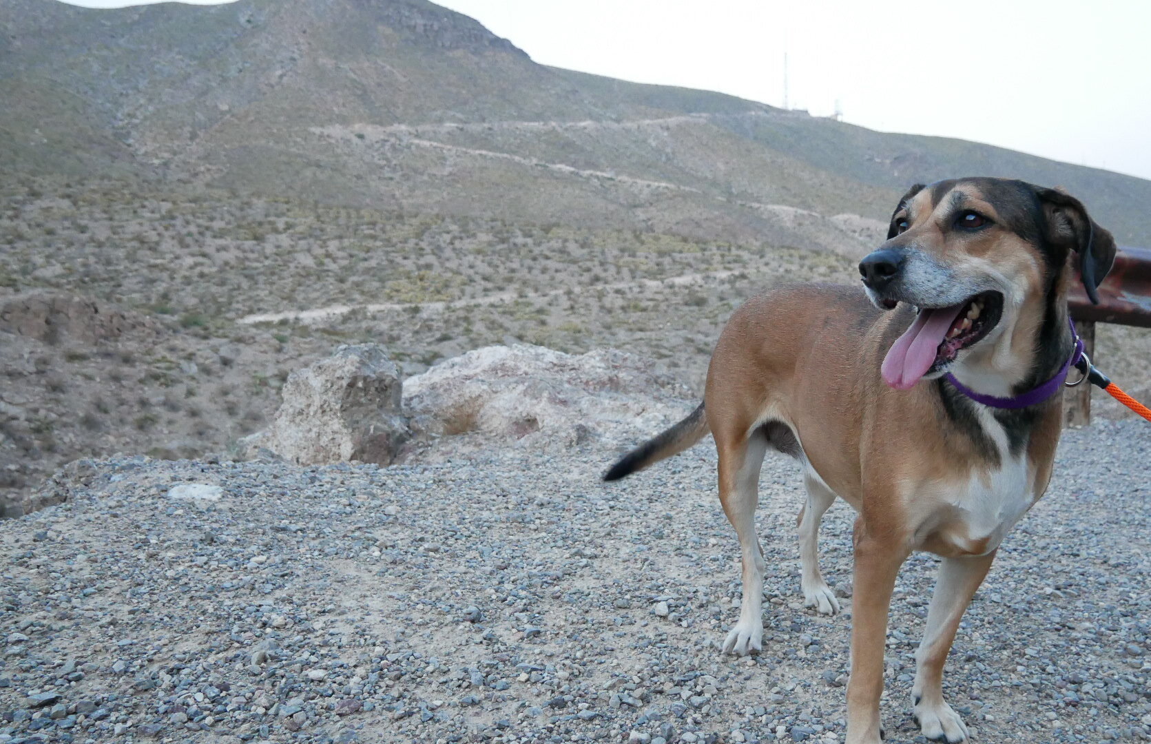 The Veterinary Care Centers of Texas El Paso (Dr. Snyder)