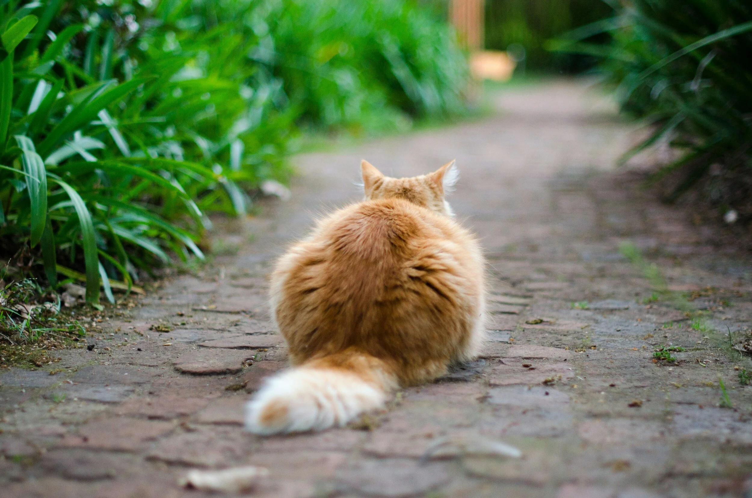 Orange tabby cat sitting on a cobblestone path surrounded by green plants