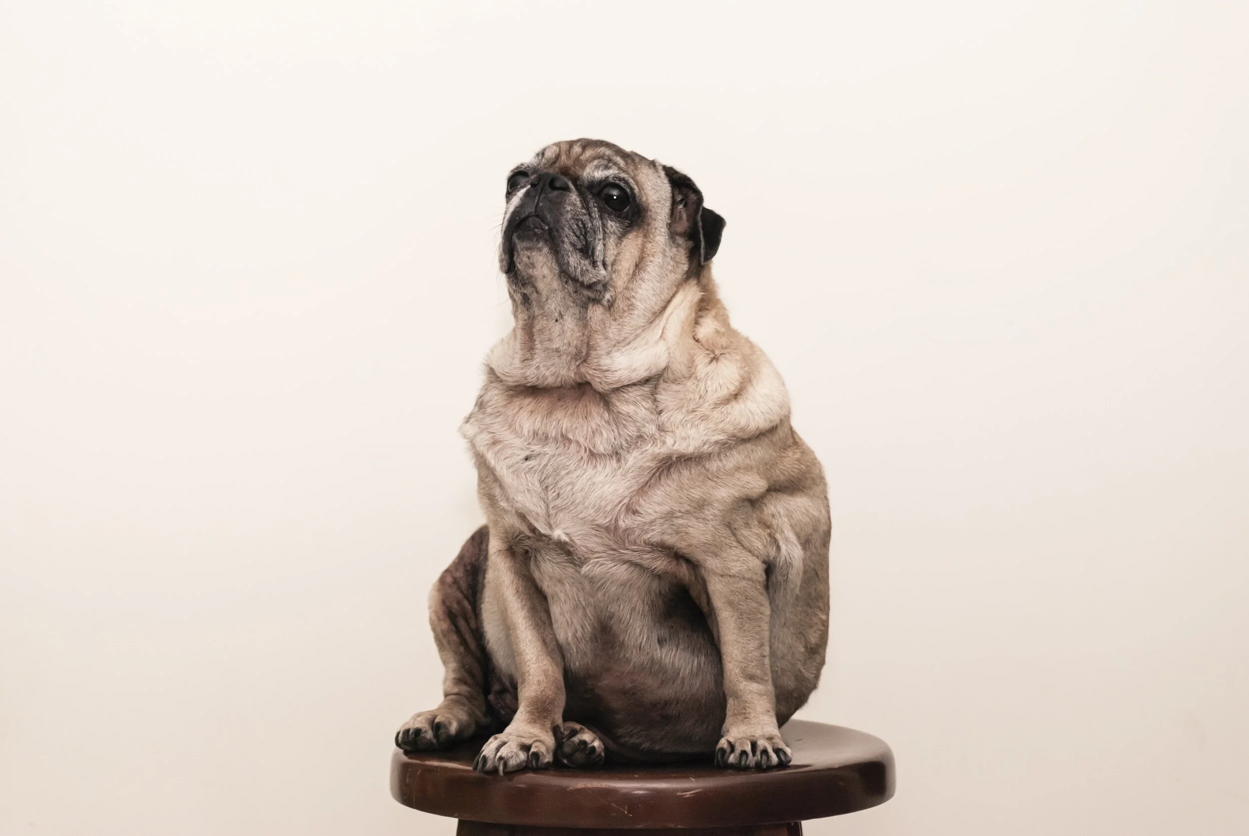 A pug dog sitting on a round wooden stool against a plain white background.