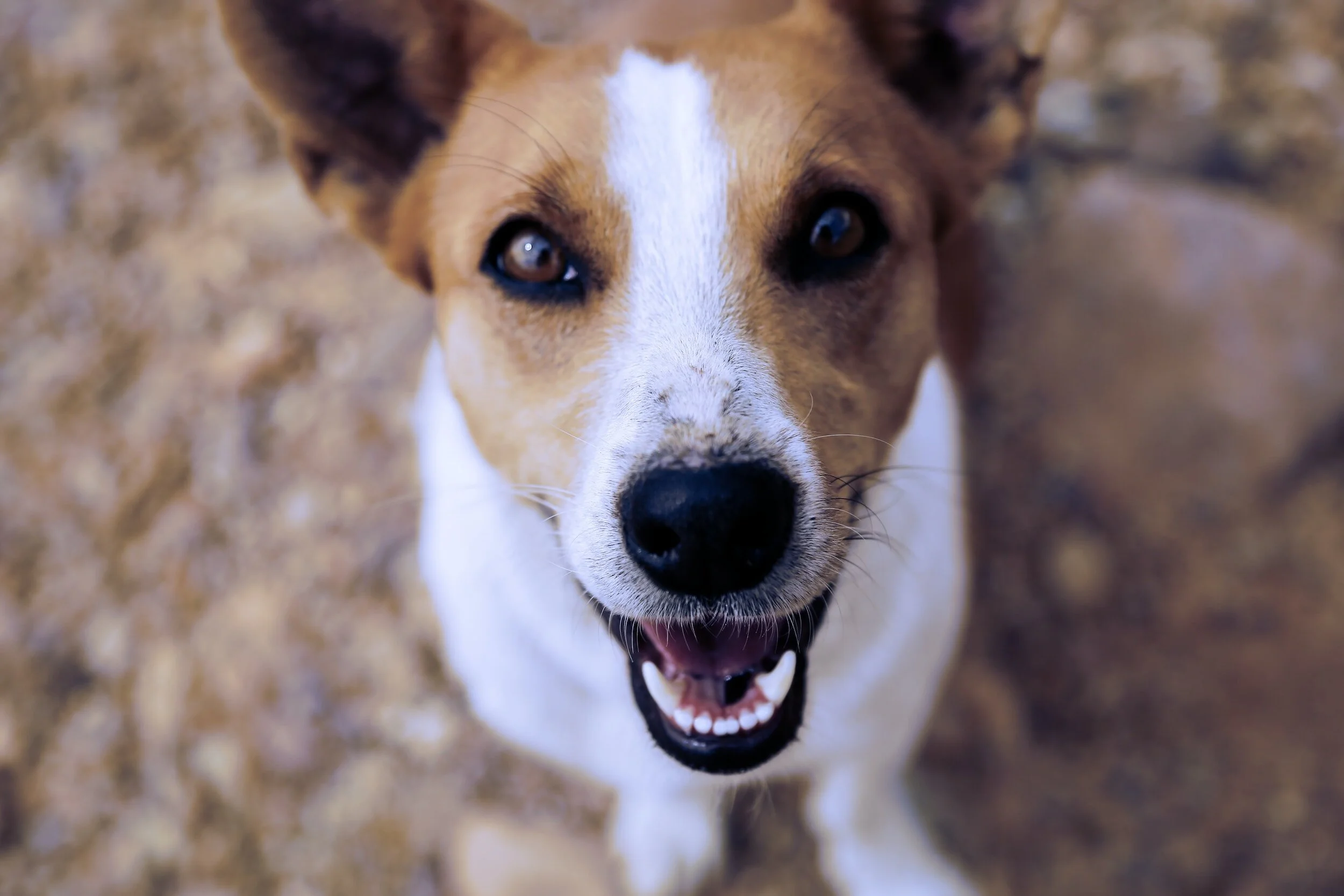 Close-up of a happy mixed-breed dog with a white and brown coat, looking up outdoors with a blurred dirt ground background.