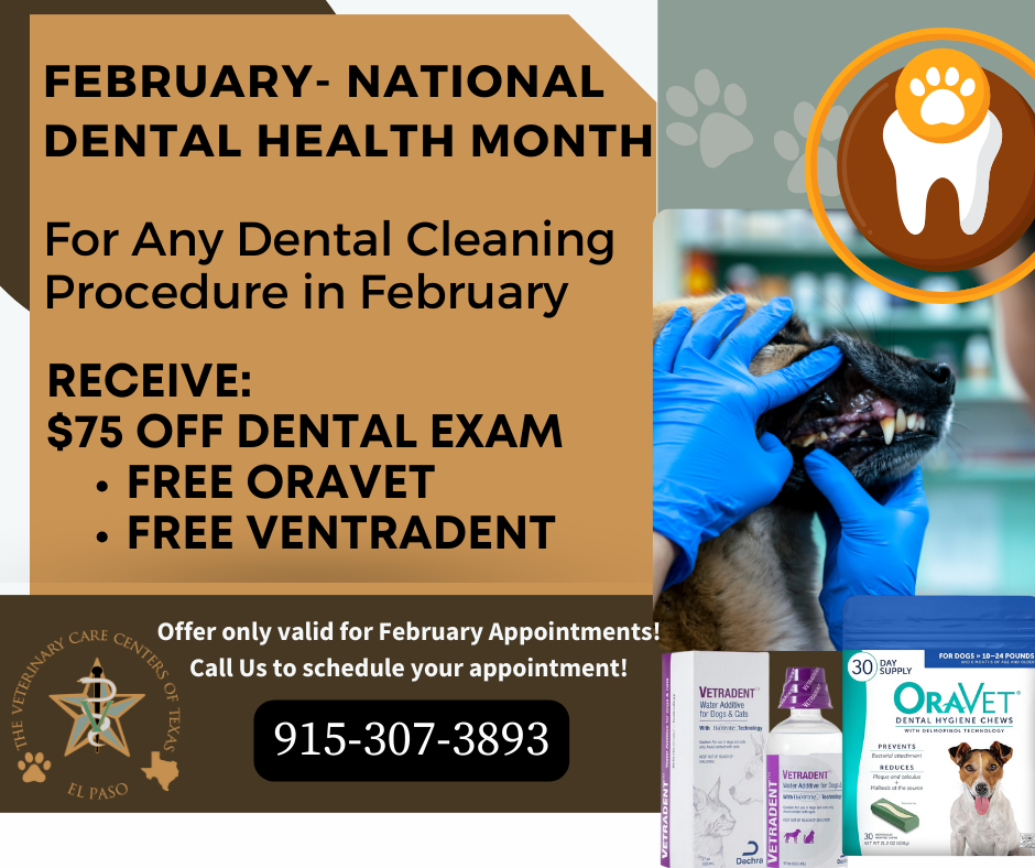 A promotional flyer for National Dental Health Month in February, offering discounts on dental exams, free oral rinse, and ventrient for pets. The flyer features a veterinarian examining a dog, a veterinary clinic logo, and images of dental products.