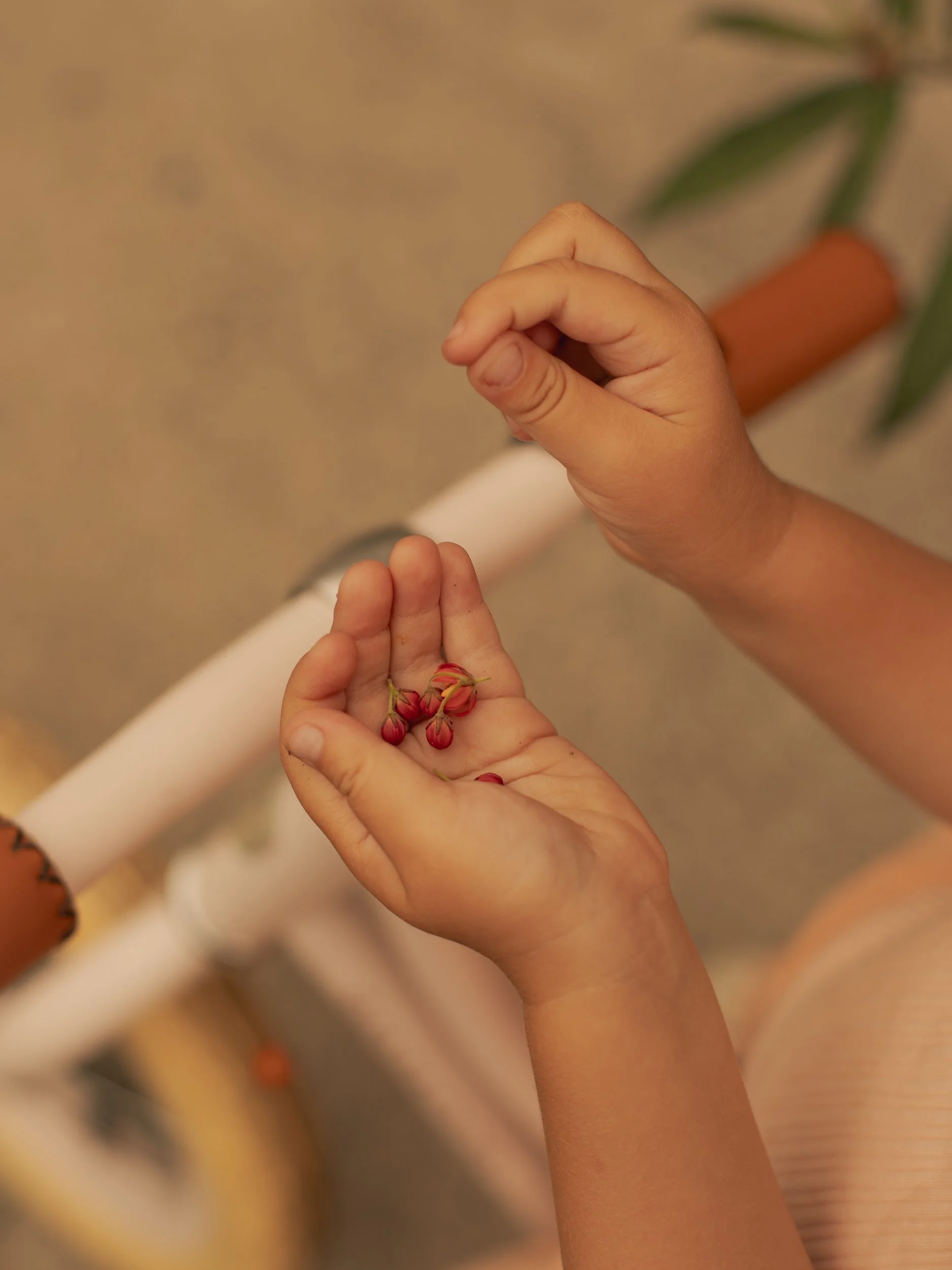 A child's hands holding small reddish-pink flowers.
