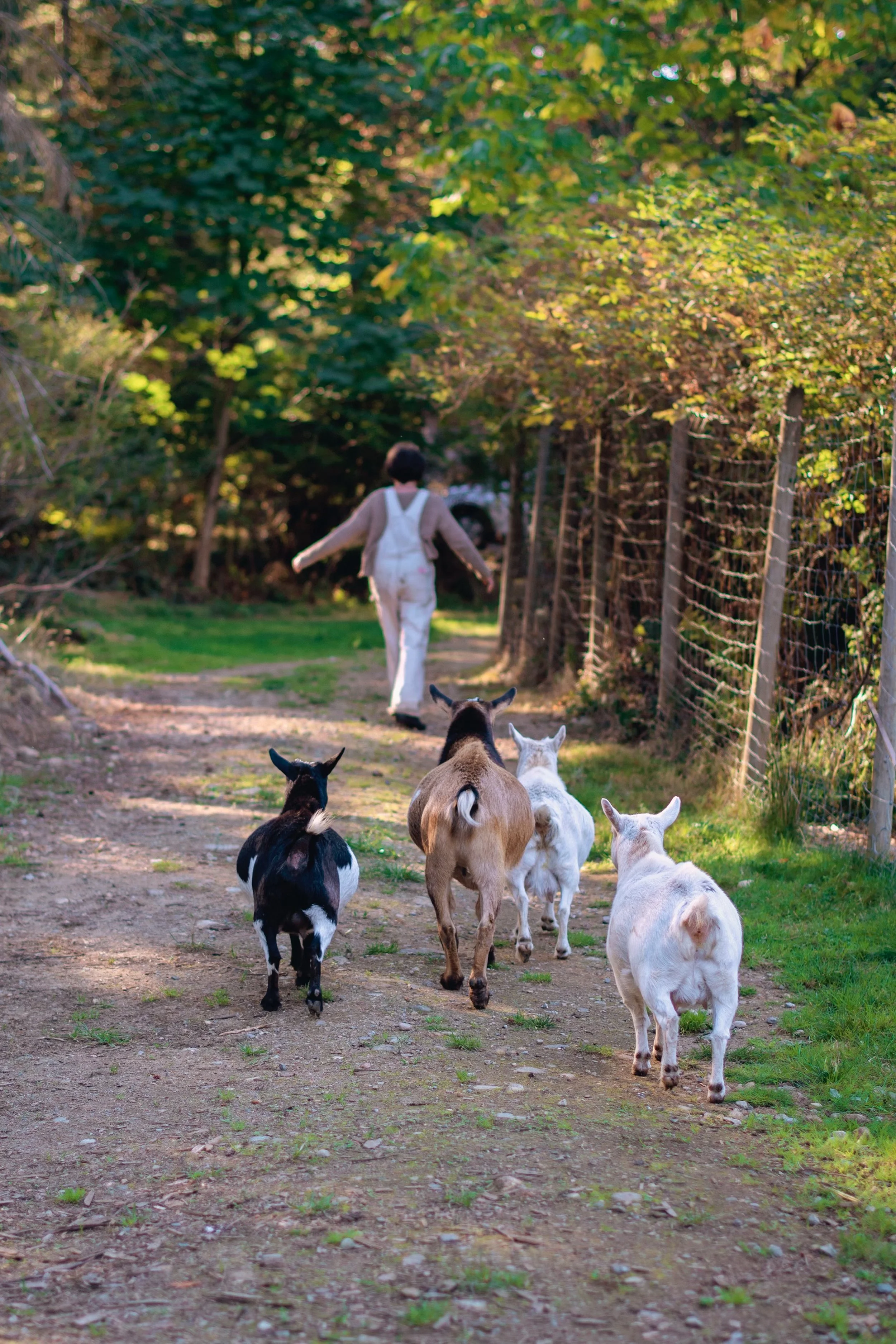 IB-CarolWalkWithGoats.jpg