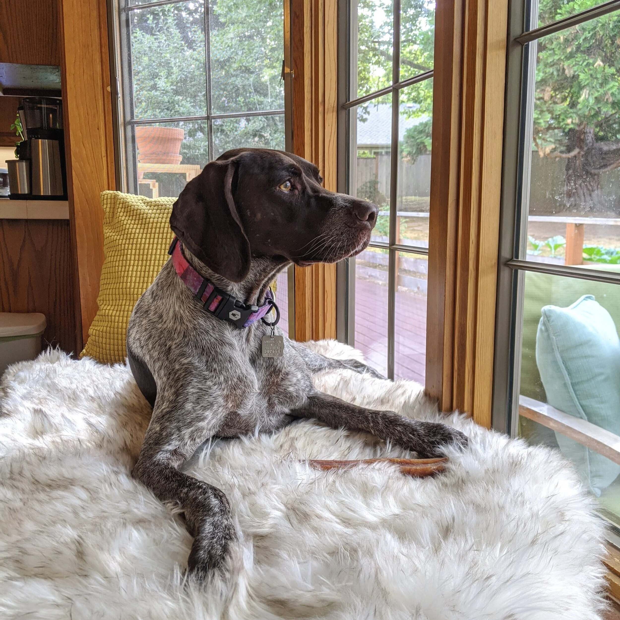 just like home boarding