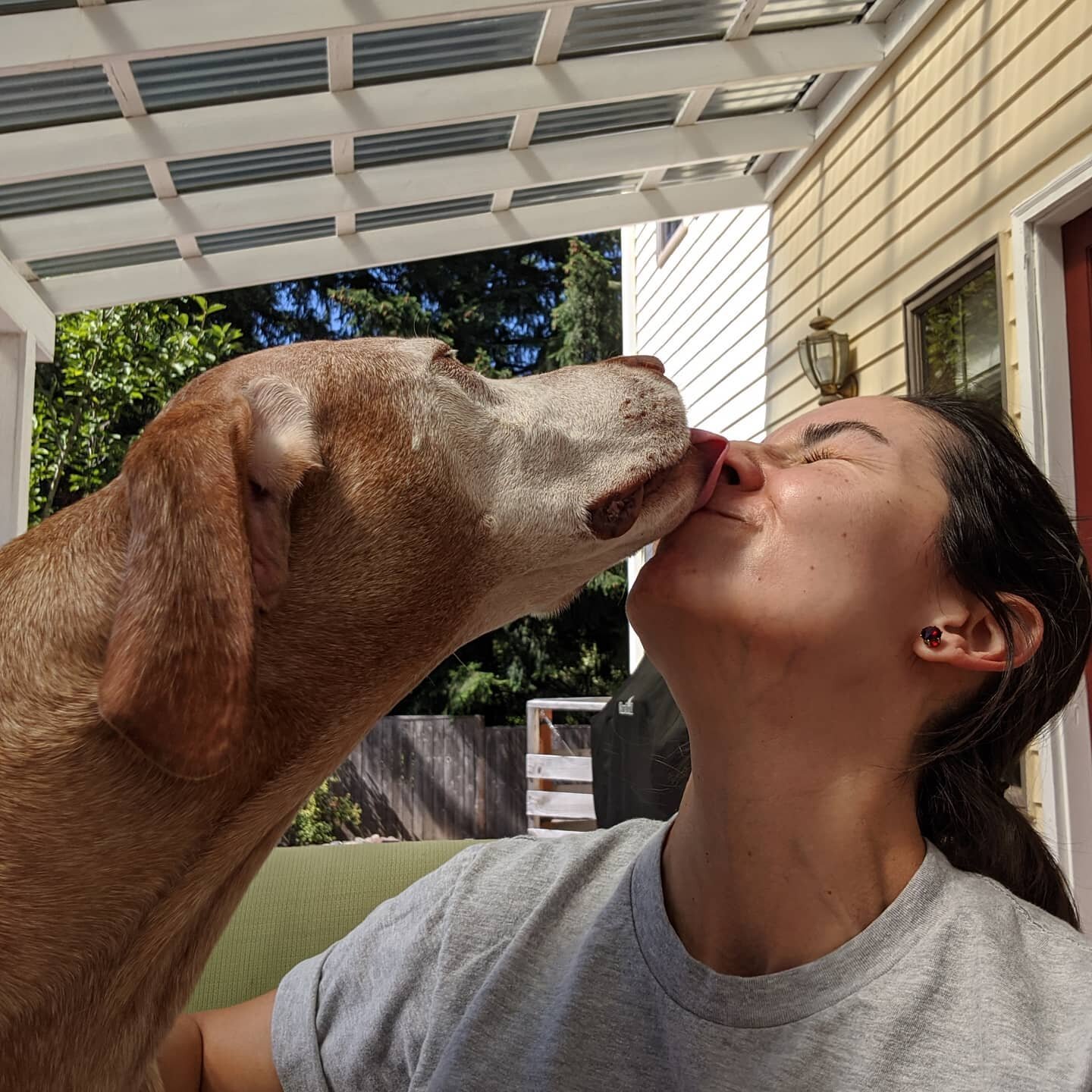 When you haven't seen Camble in a while, he makes sure to catch you up on all the kisses you've missed out on. 😚😆 #onthenose #andonthechin #anndontheeyeball
・
@camble.vizsla @jadelibero #rosie_walks
