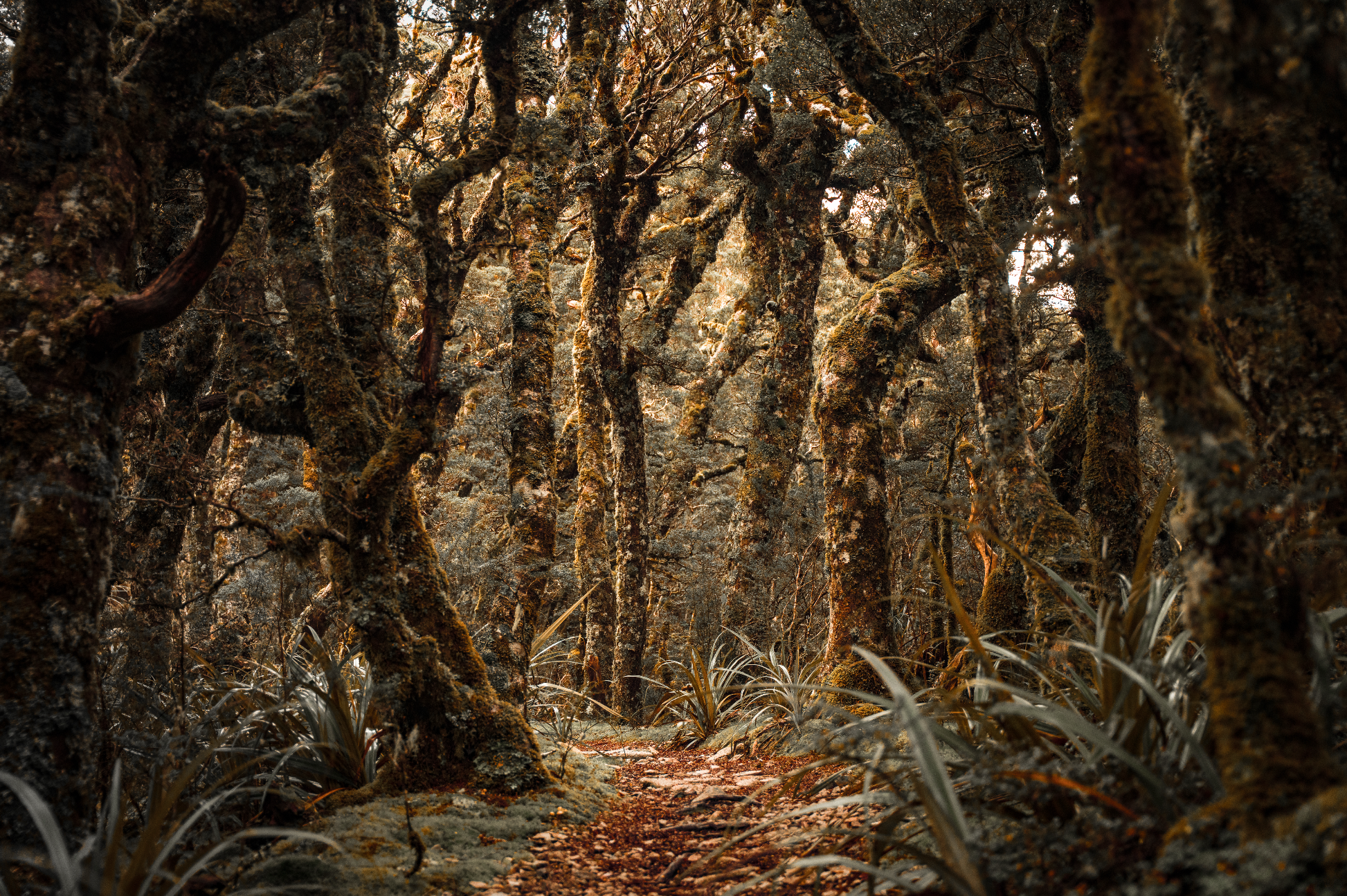 Screenshot 2025-11-13 at 4.35.00 pm.png