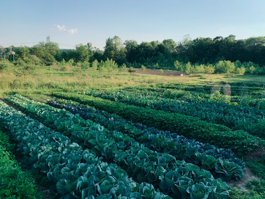 Sunrise Harvest