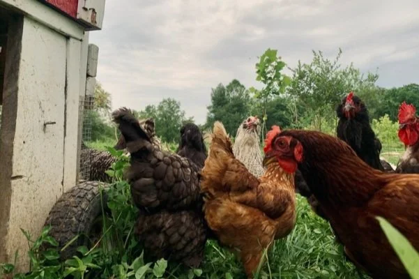 From Spring to Summer