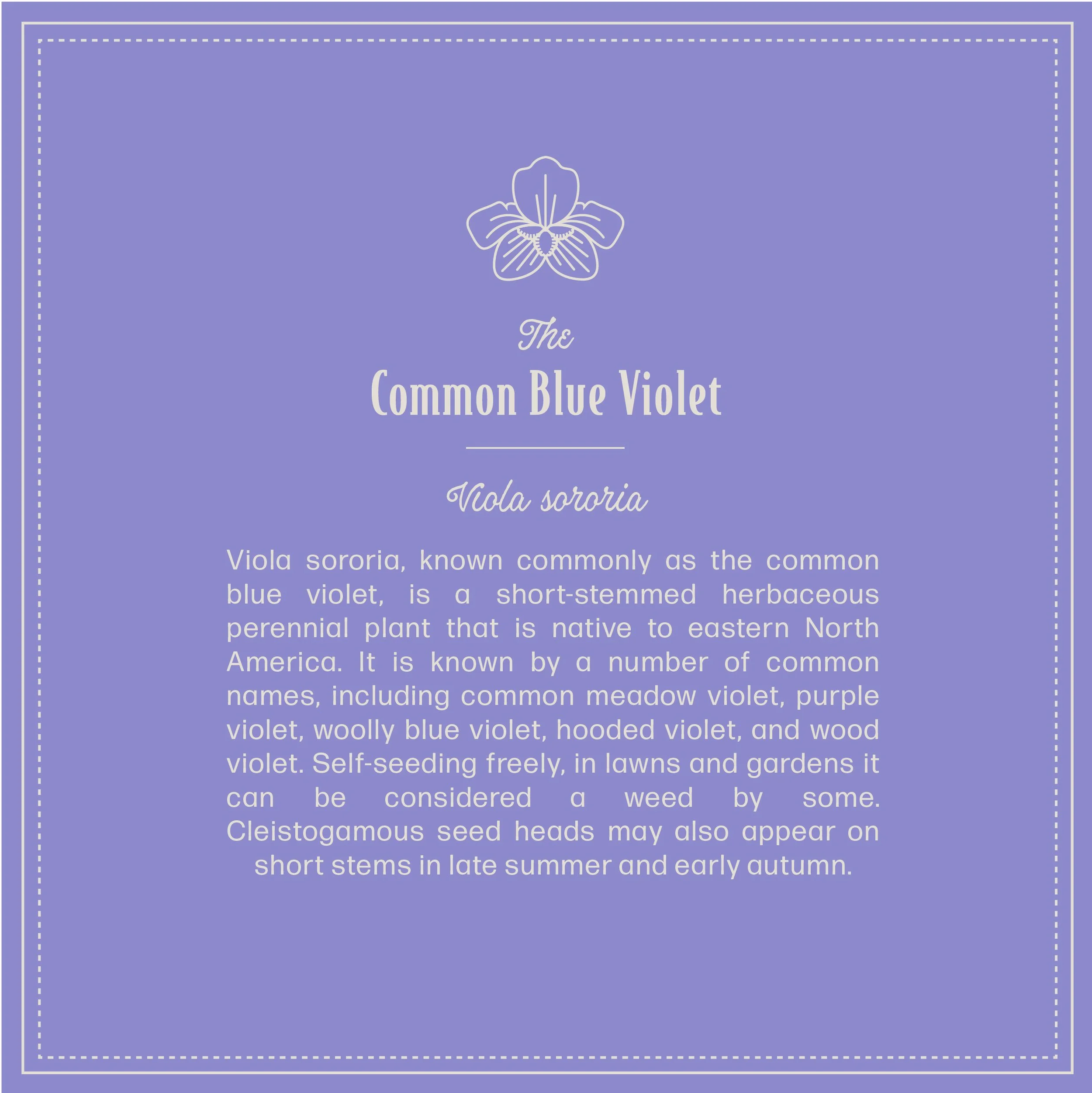BlueViolet2-02.jpg