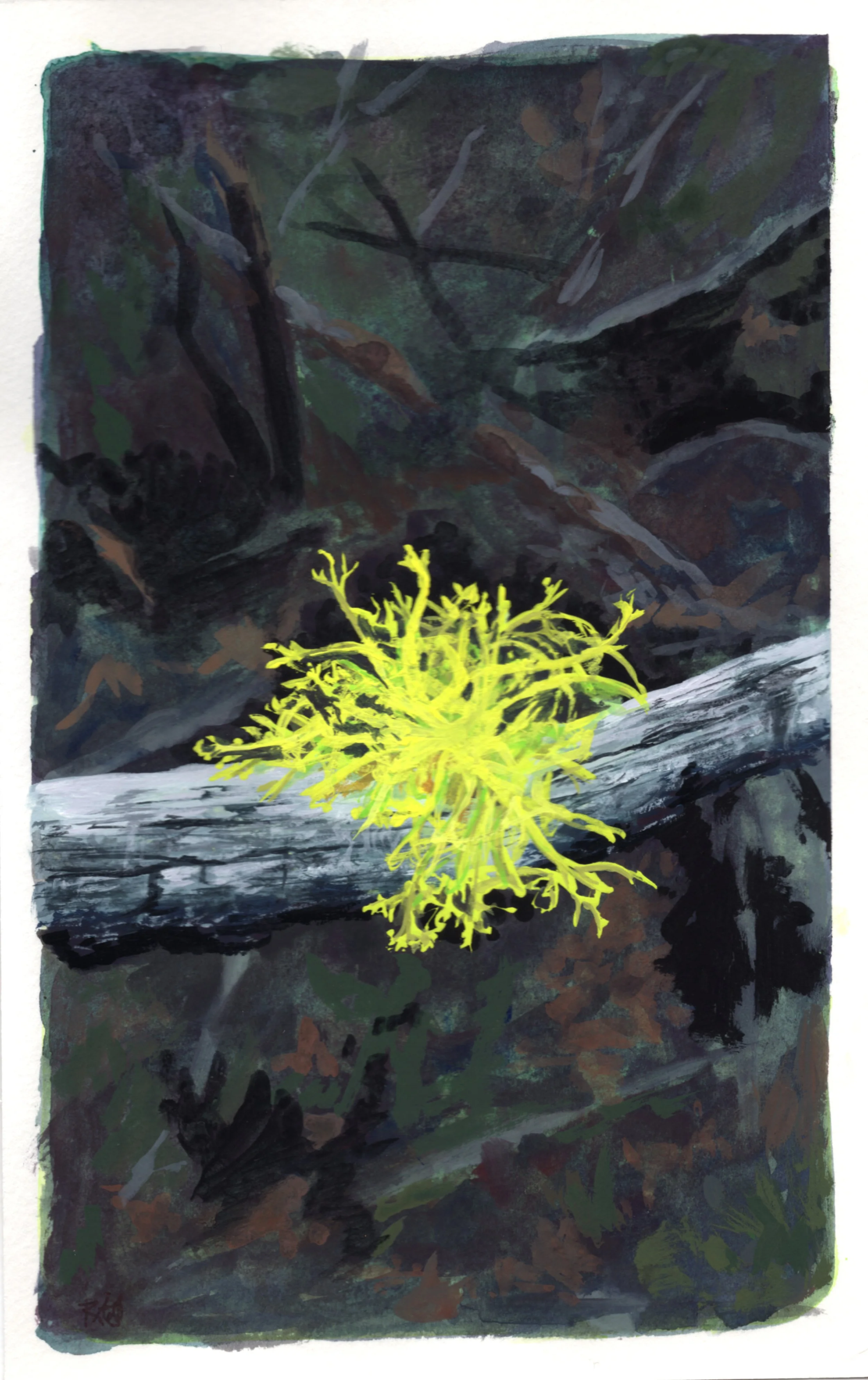 Wolf Lichen Painting