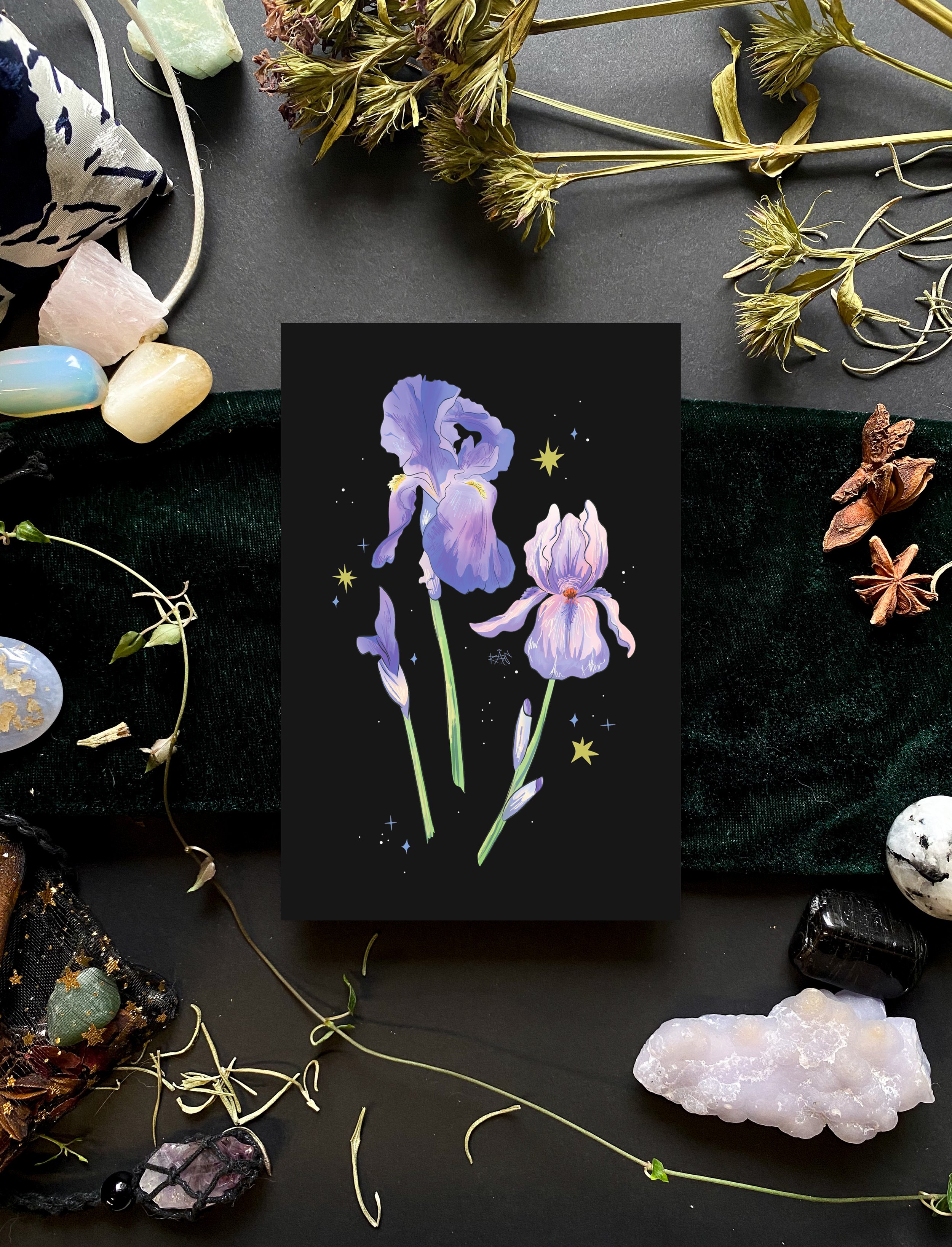 Iris postcard.jpg