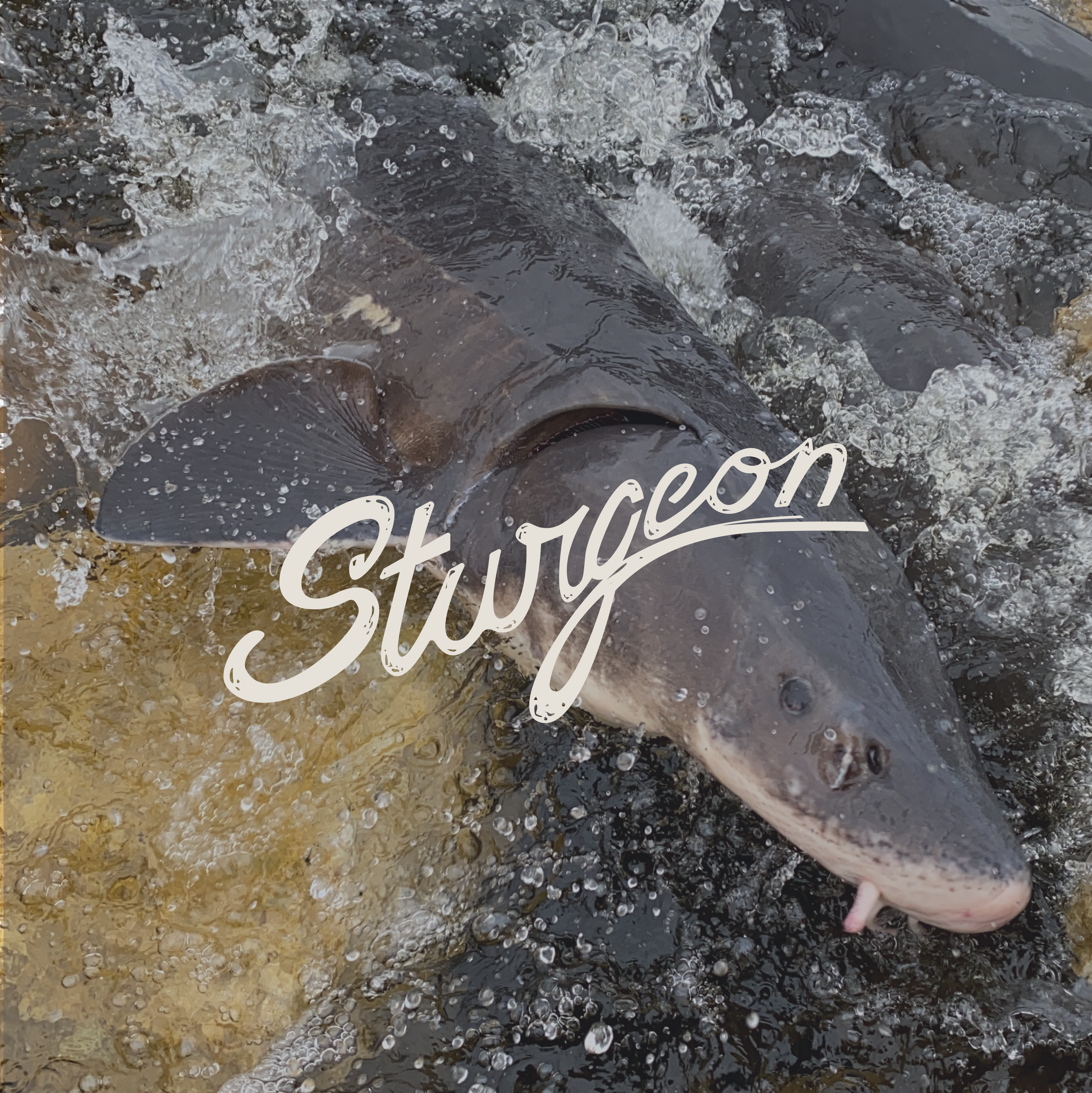 Sturgeon-03.png