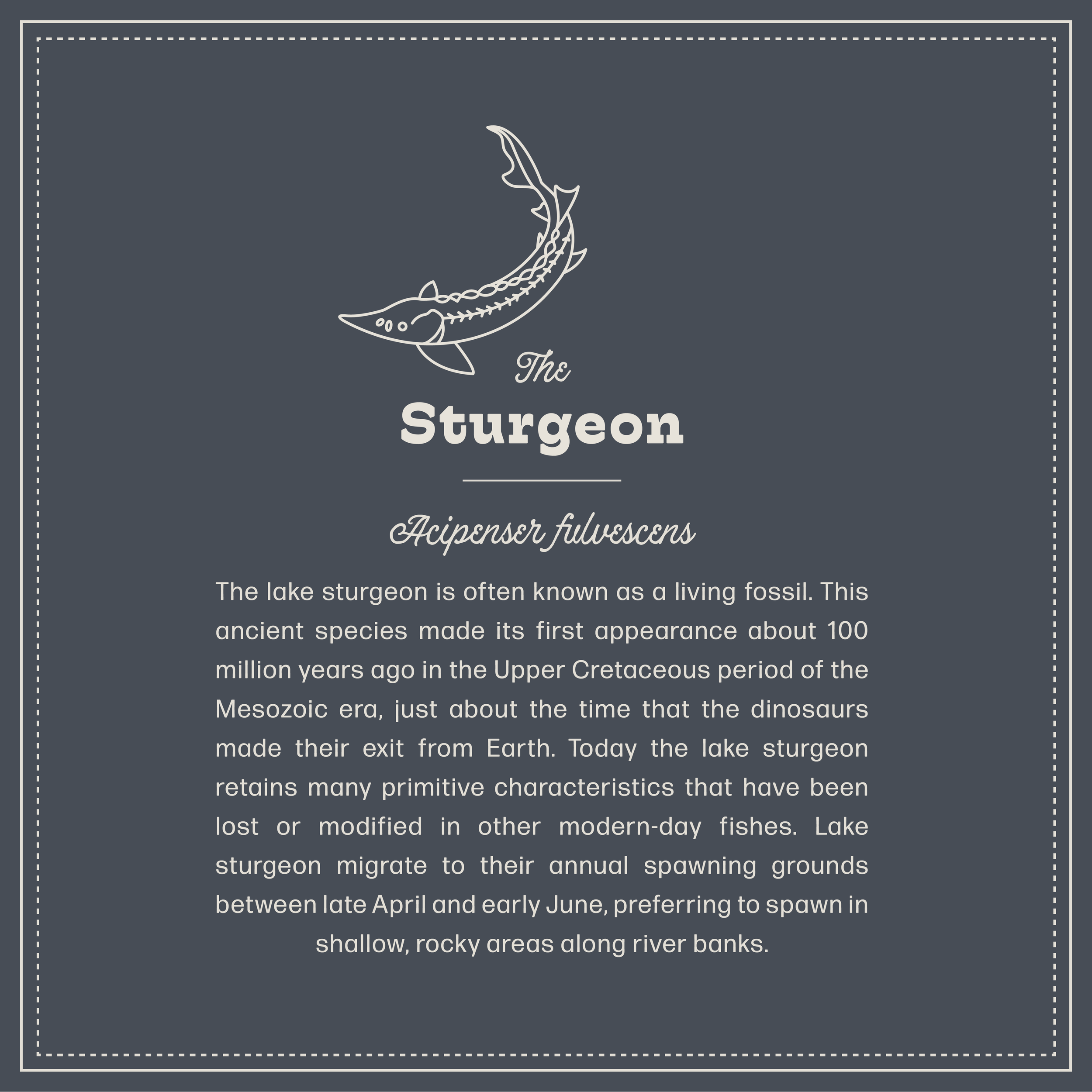 Sturgeon-02.png