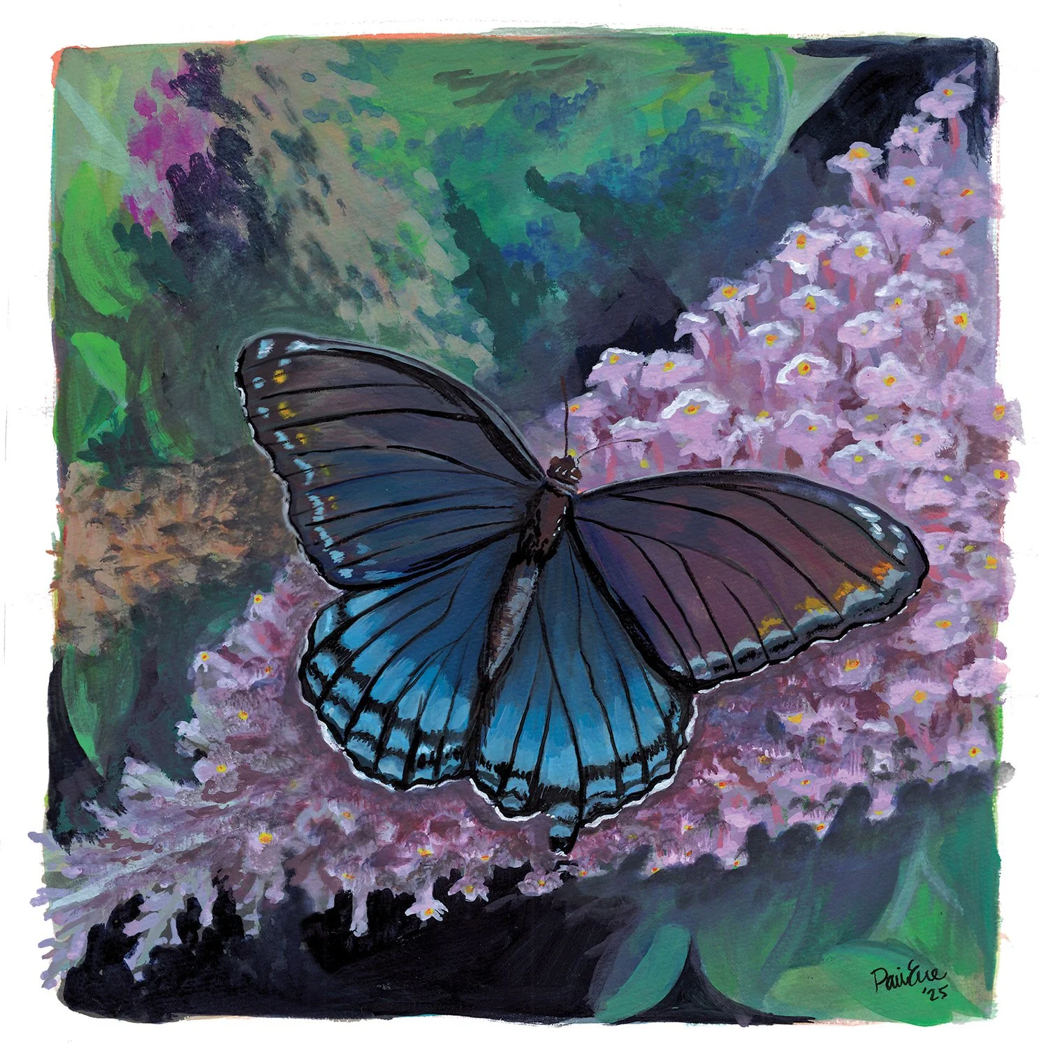limenitis arthemis.jpg