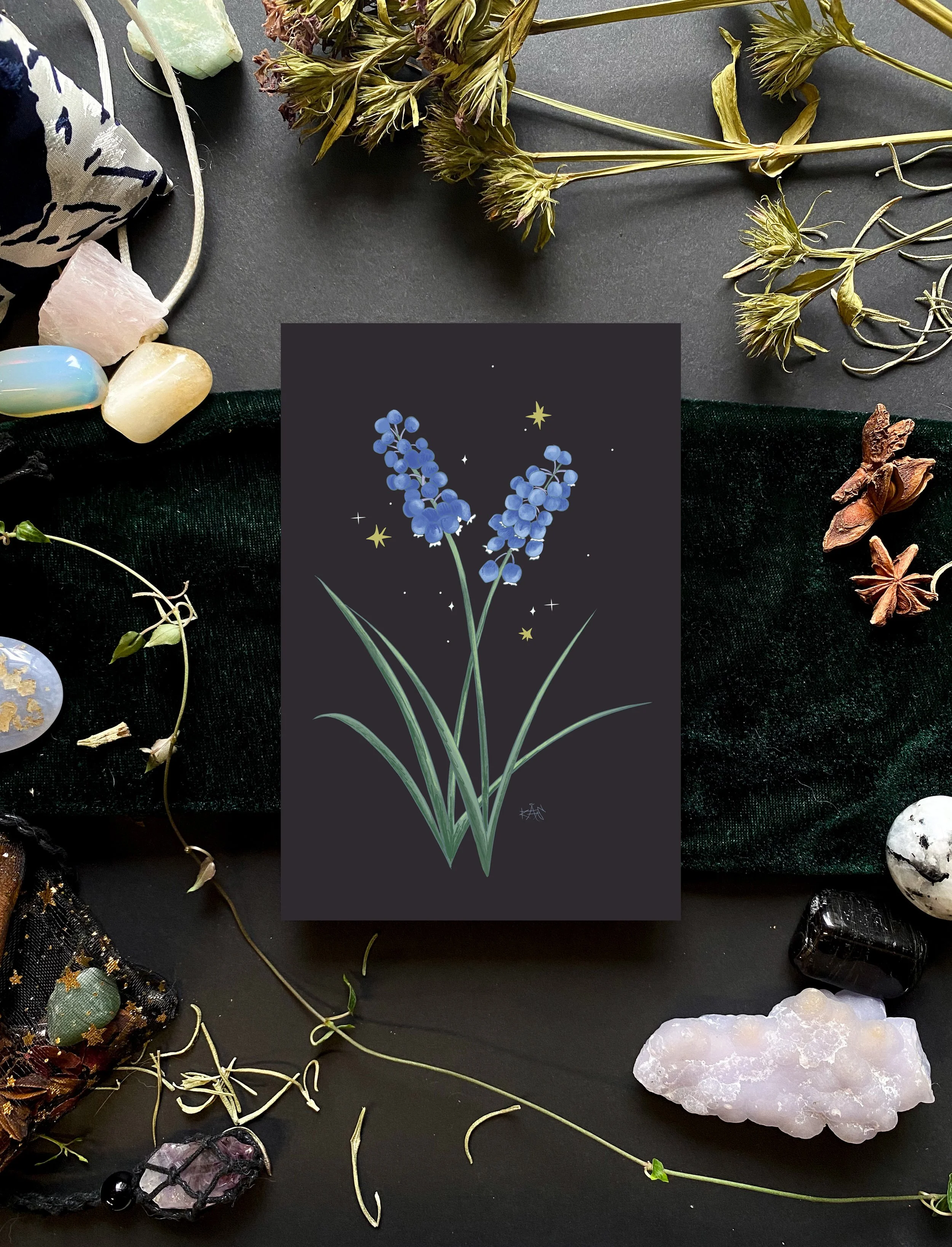 Grape hyacinth.jpg