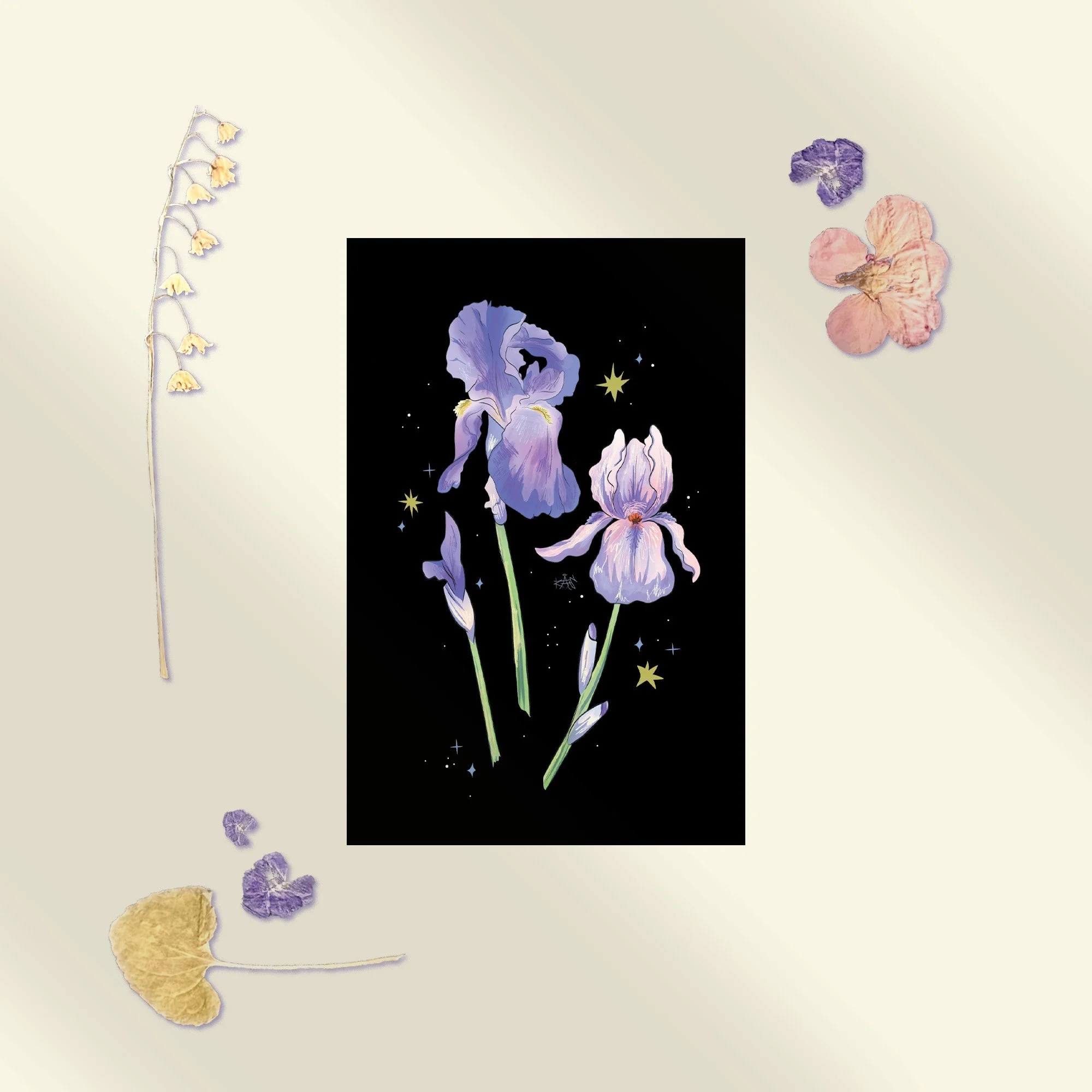 Iris Postcard.jpg