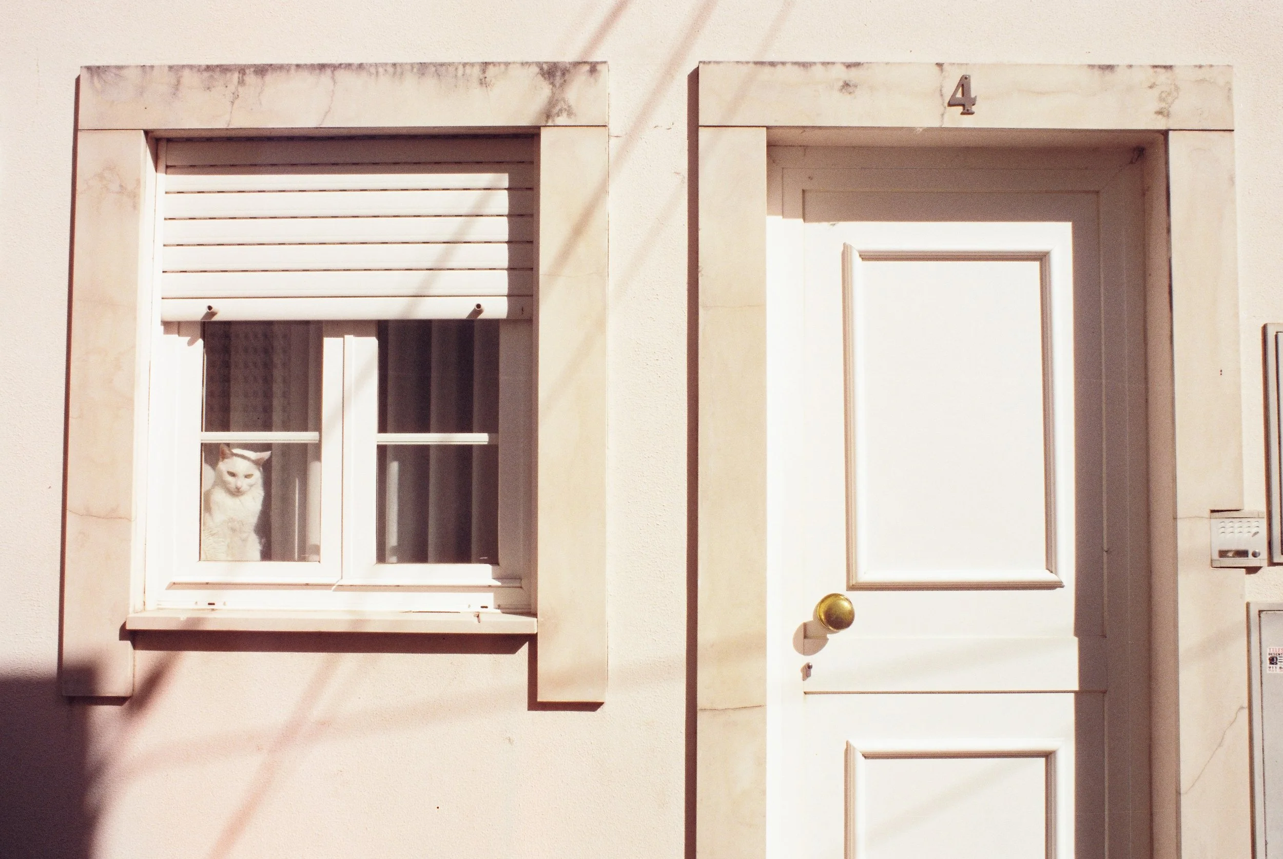 Dana Click Film Photography - Cats25.jpg
