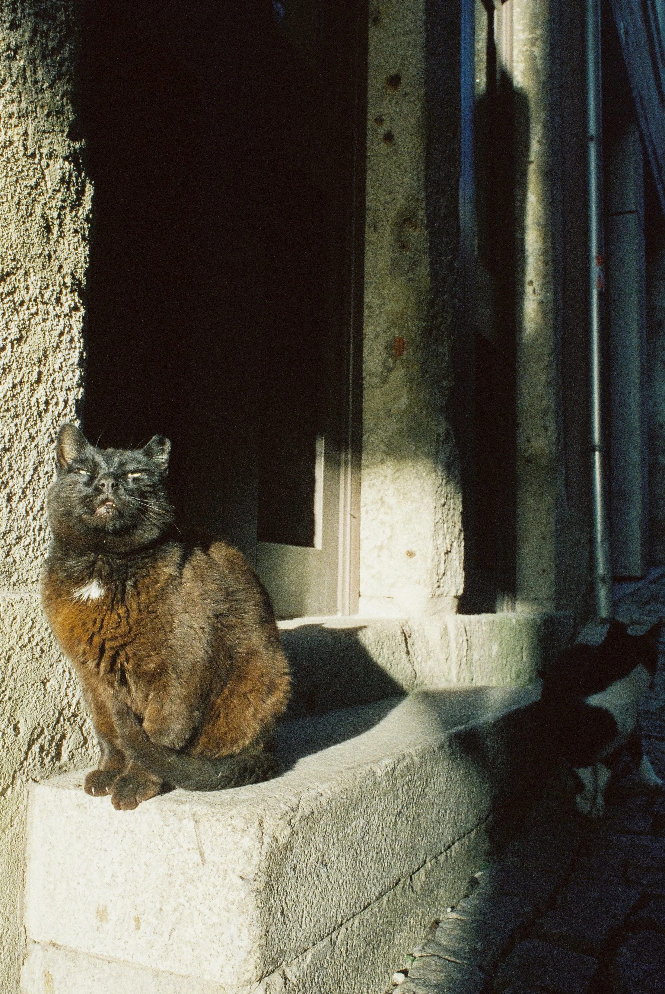 Dana Click Film Photography - Cats20.jpg