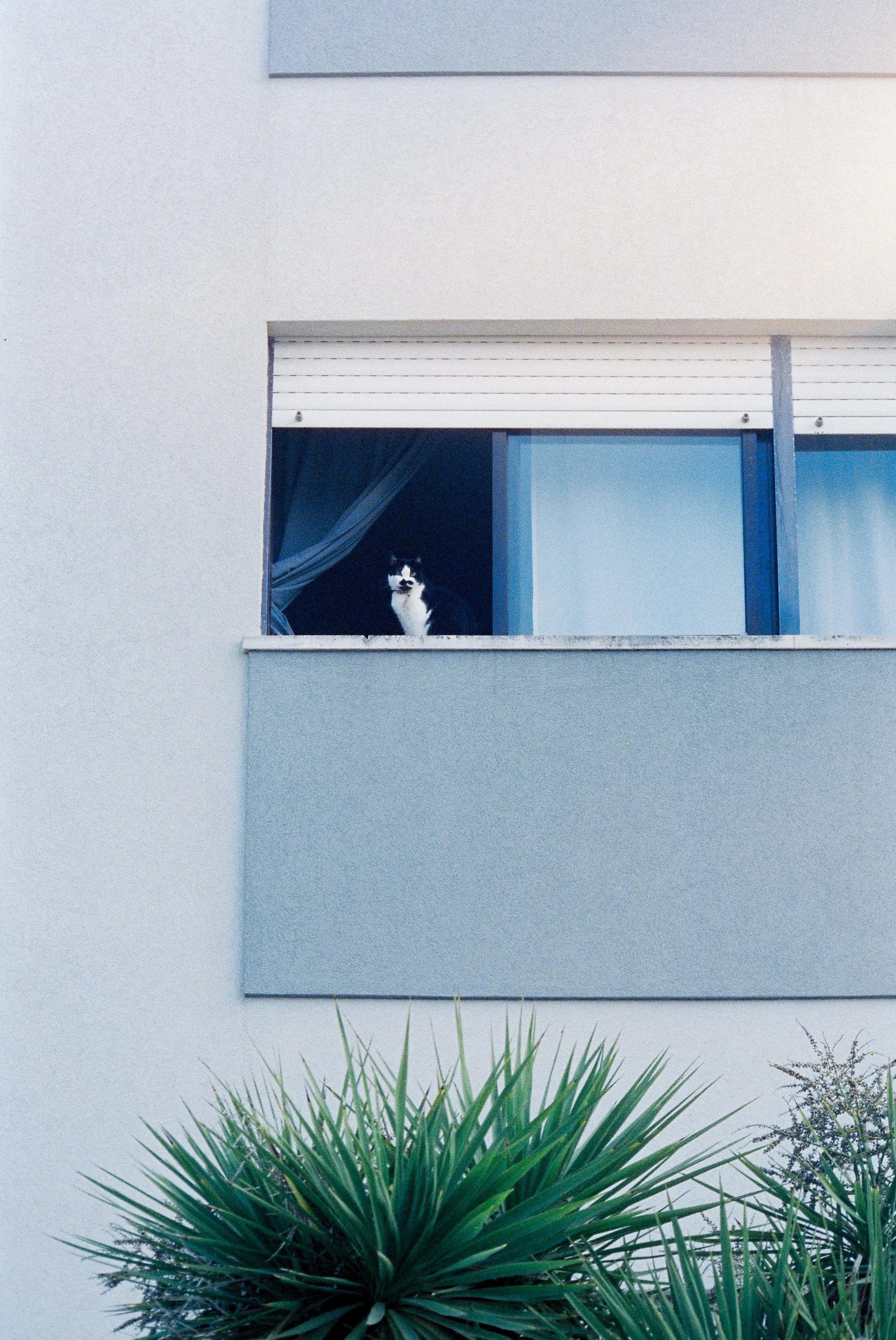 Dana Click Film Photography - Cats1.jpg
