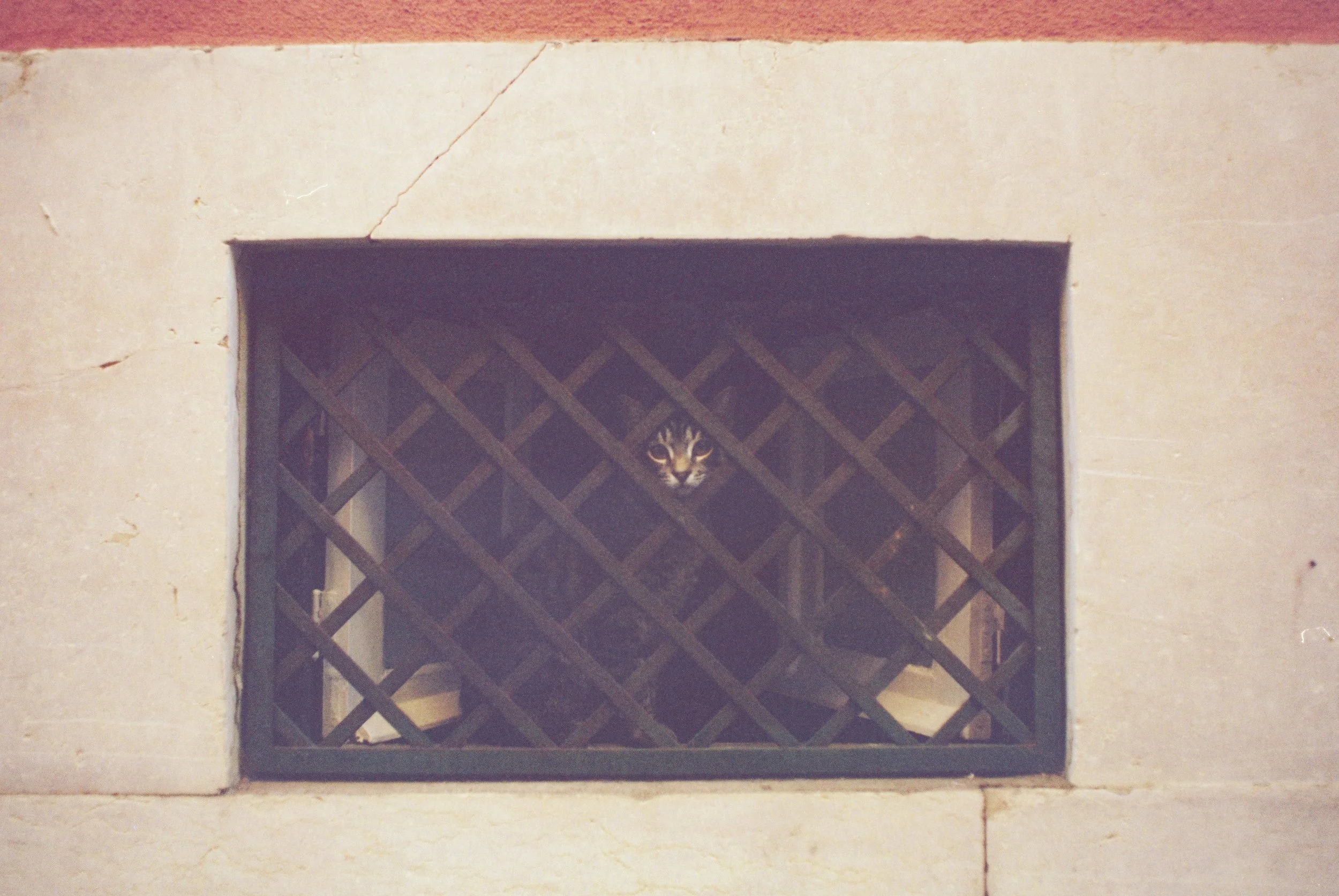 Dana Click Film Photography - Cats24.jpg