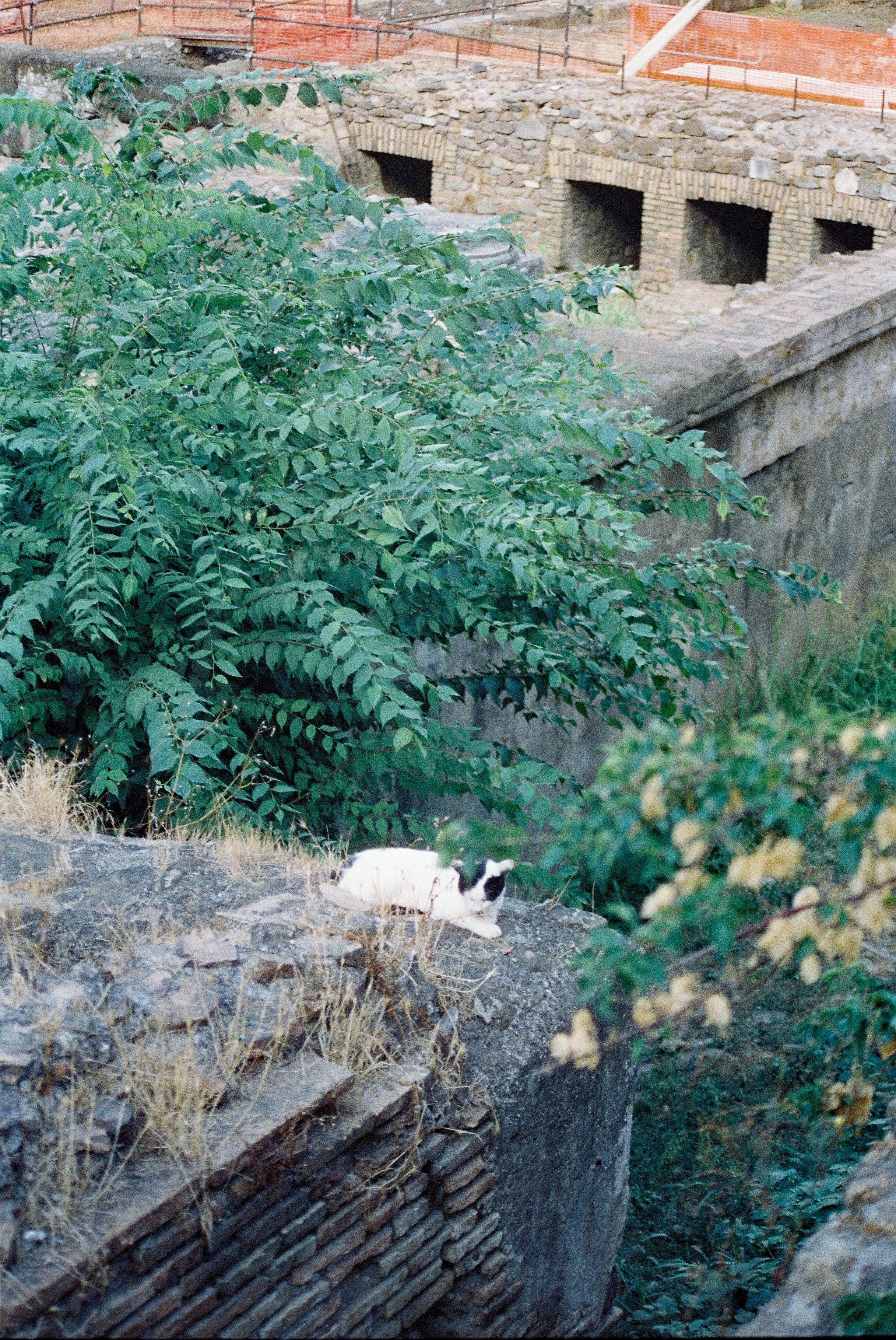 Dana Click Film Photography - Cats27.jpg