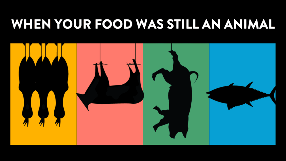 Animal Farm Factory Cruelty Infographic — Oops Vegan Lifestyle