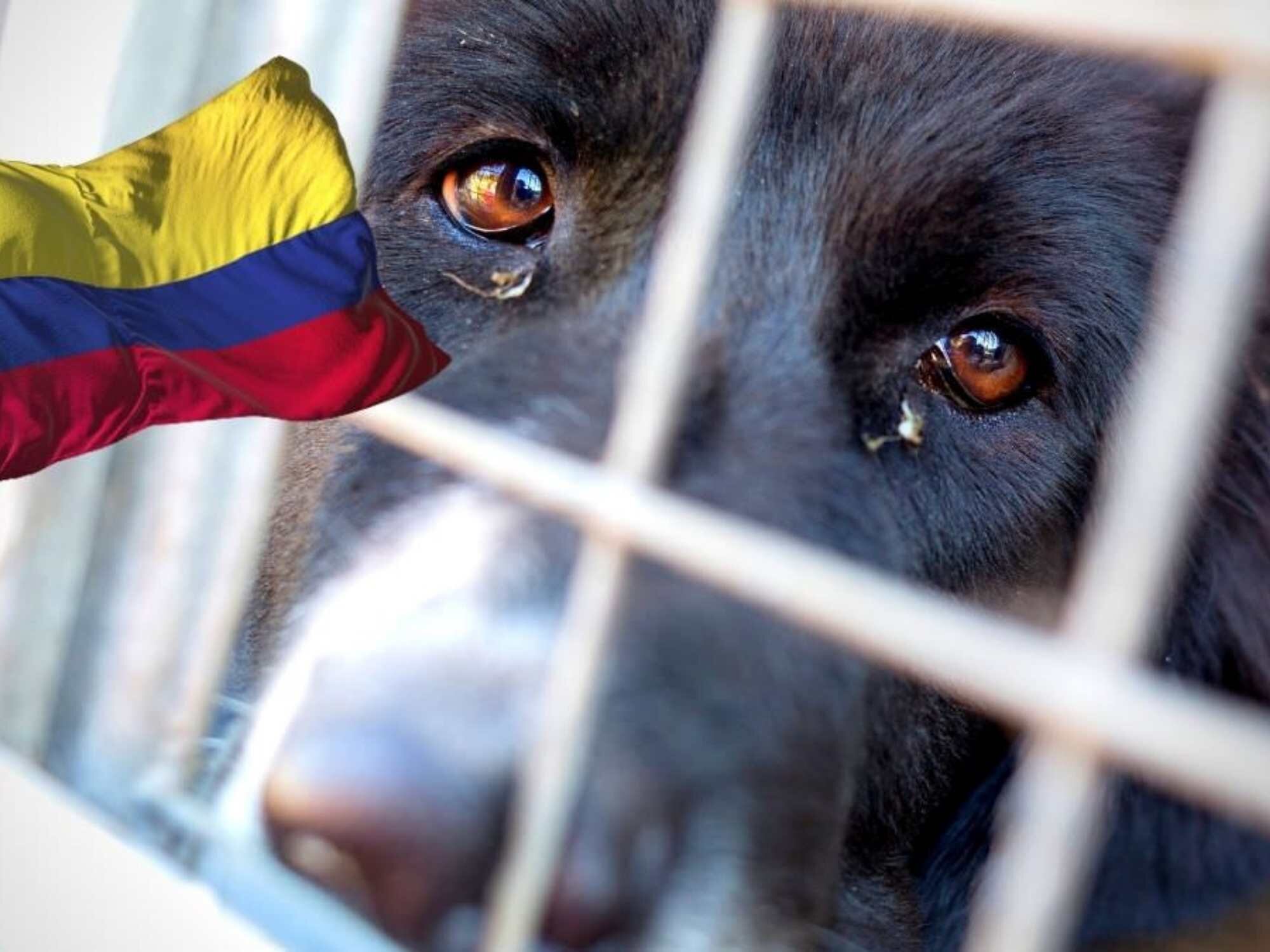 ¡Colombia Prohíbe El Testeo Cosmético En Animales! OopsVegan — OopsVegan