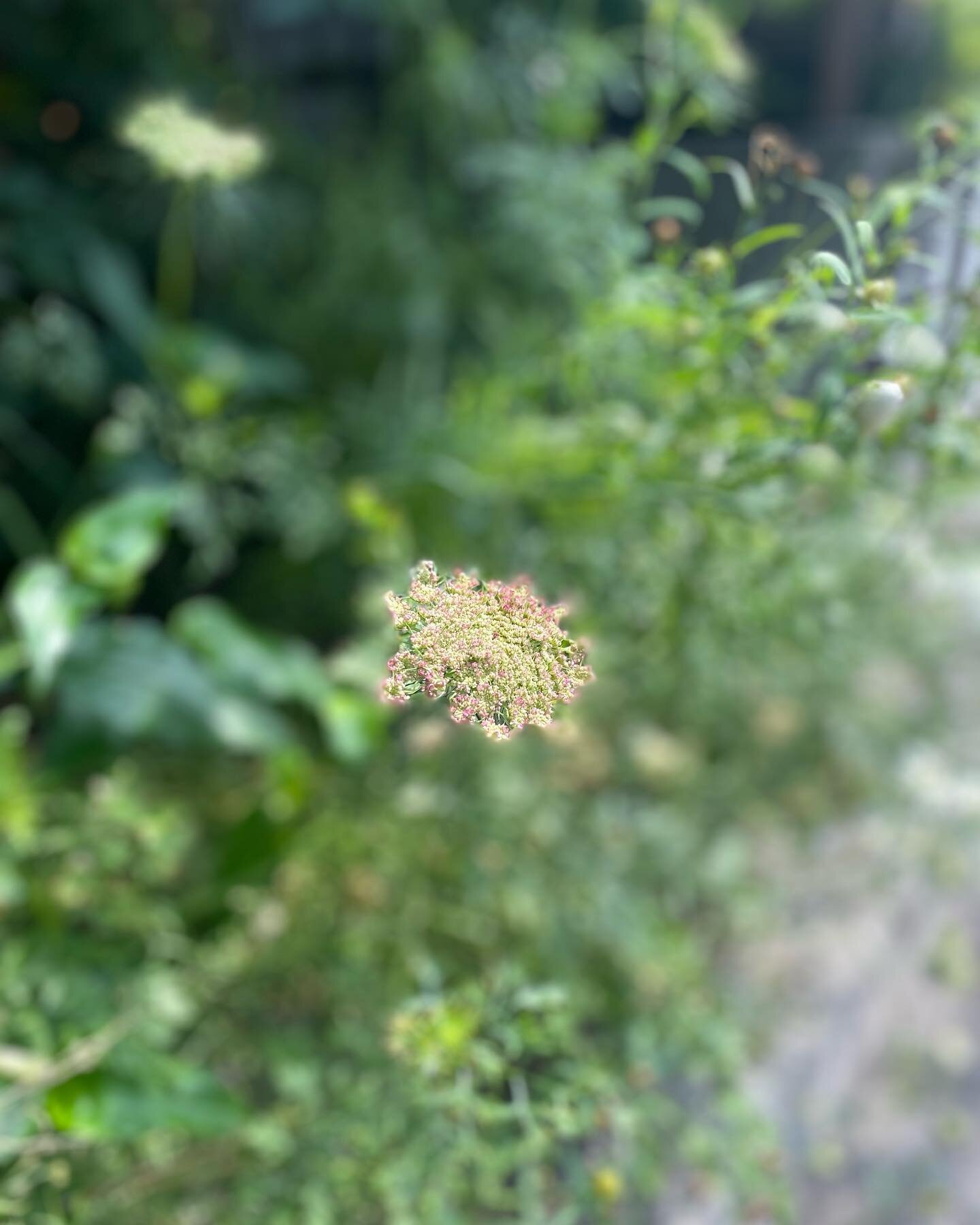 2022.6.10

花と暮らす

それはいつも部屋の中に花を飾るということではなく、自分の今住んでいる世界の中で、もっと身近に植物たちを感じることで充分だと思うのです。

今朝の駅までの道すがらに出会ったレースフラワー。淡い色合いに心が和みました。

来週の土曜日（6/18）
山下りかさんによるライヤーの演奏とうた、そして季節のおはなしを聴く会では、そんなわたしたちの日々の営みの中で植物や自然界と、響きあうような時間をお楽しみください。

午後の会はすでに満席となっておりますが、夕べの会にキャ