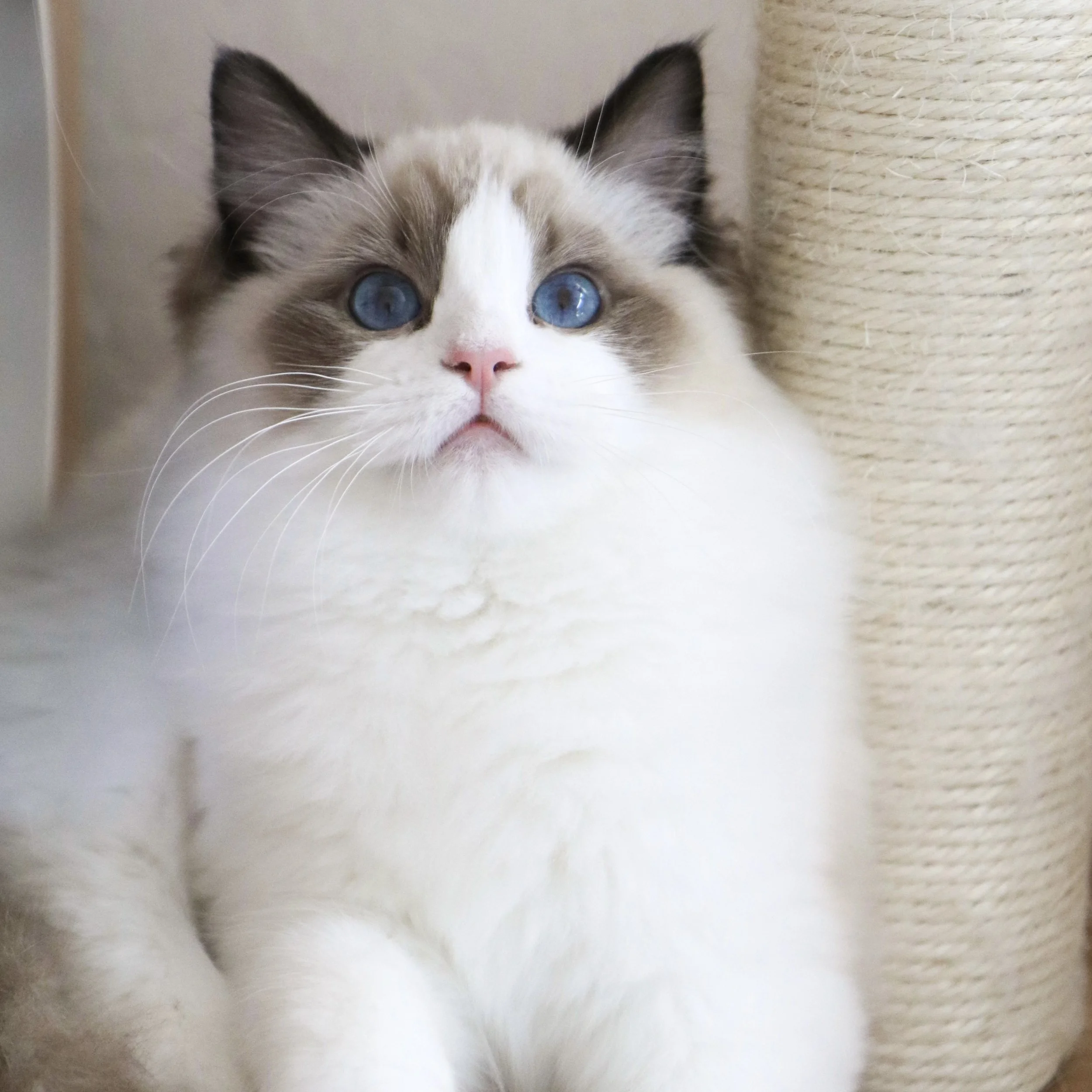 Seal bicolor Ragdoll cat with blue eyes sitting next to a beige scratching post