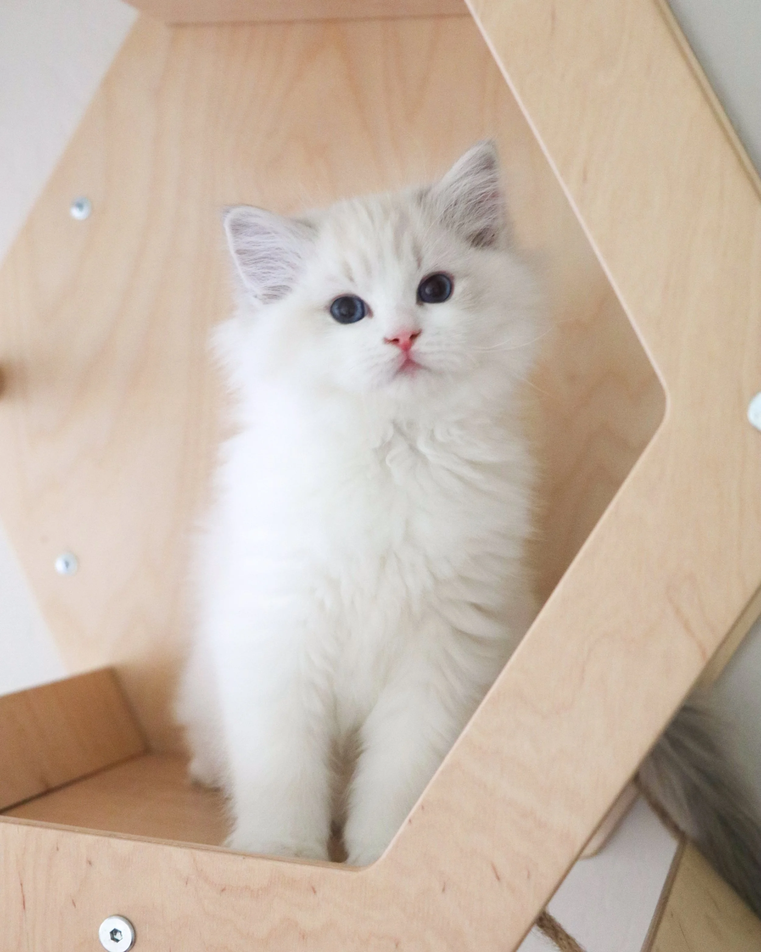 Show quality blue lynx bicolor Ragdoll kitten sitting on wood cat wall