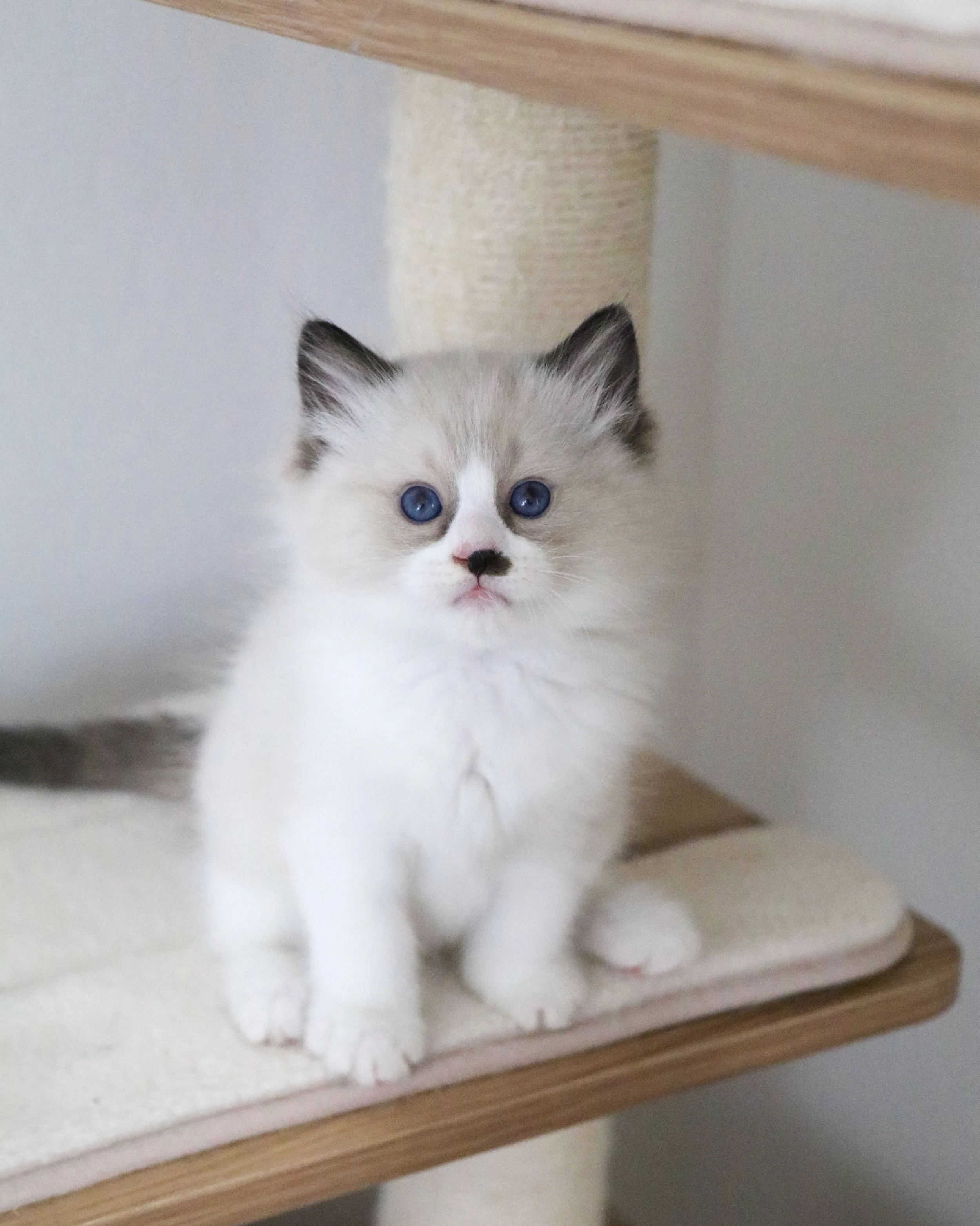 Pet quality seal bicolor Ragdoll kitten with mismarked dark nose sitting on beige cat condo tree
