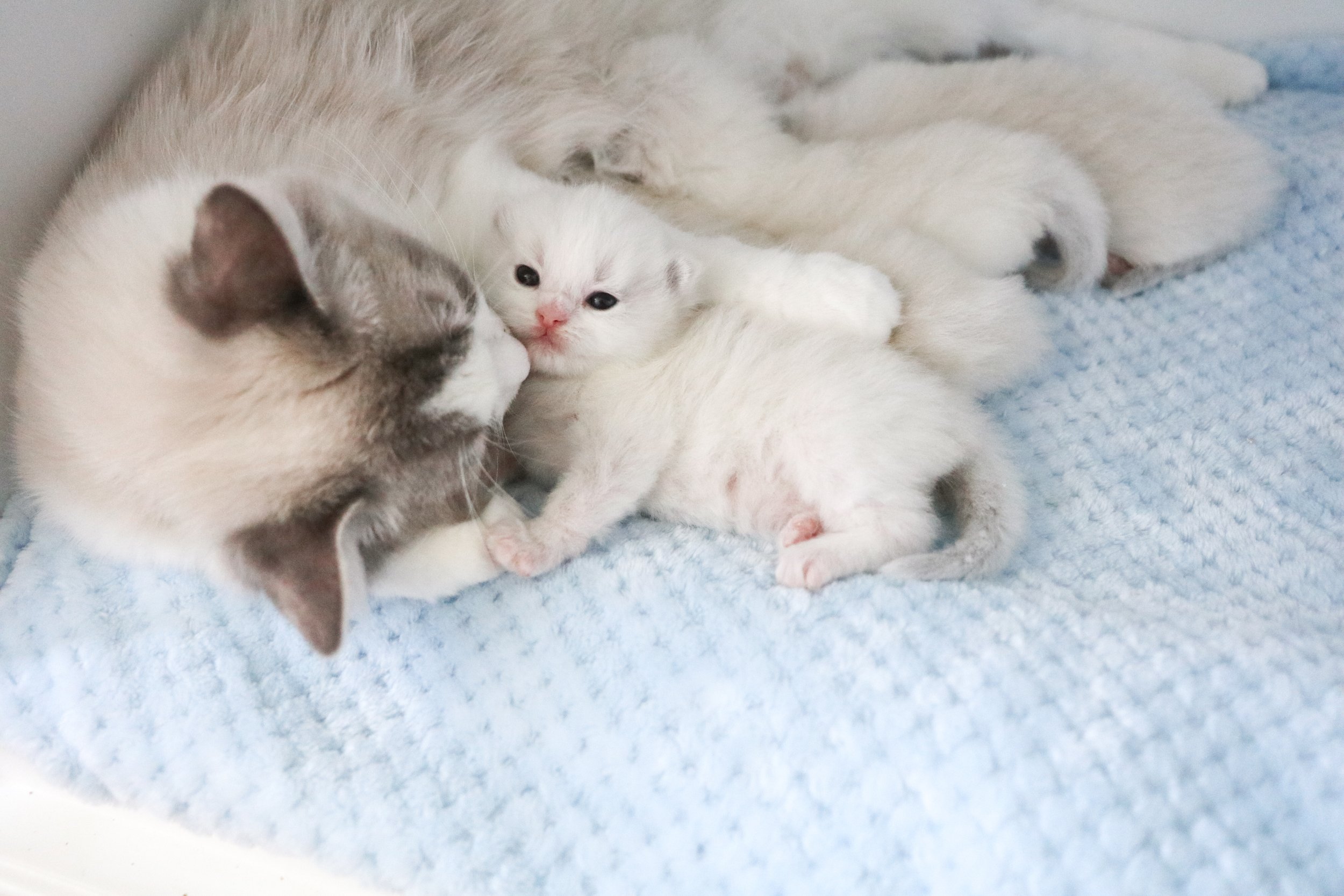 Ragdoll mother cat licking newborn baby while laying on blue blanket