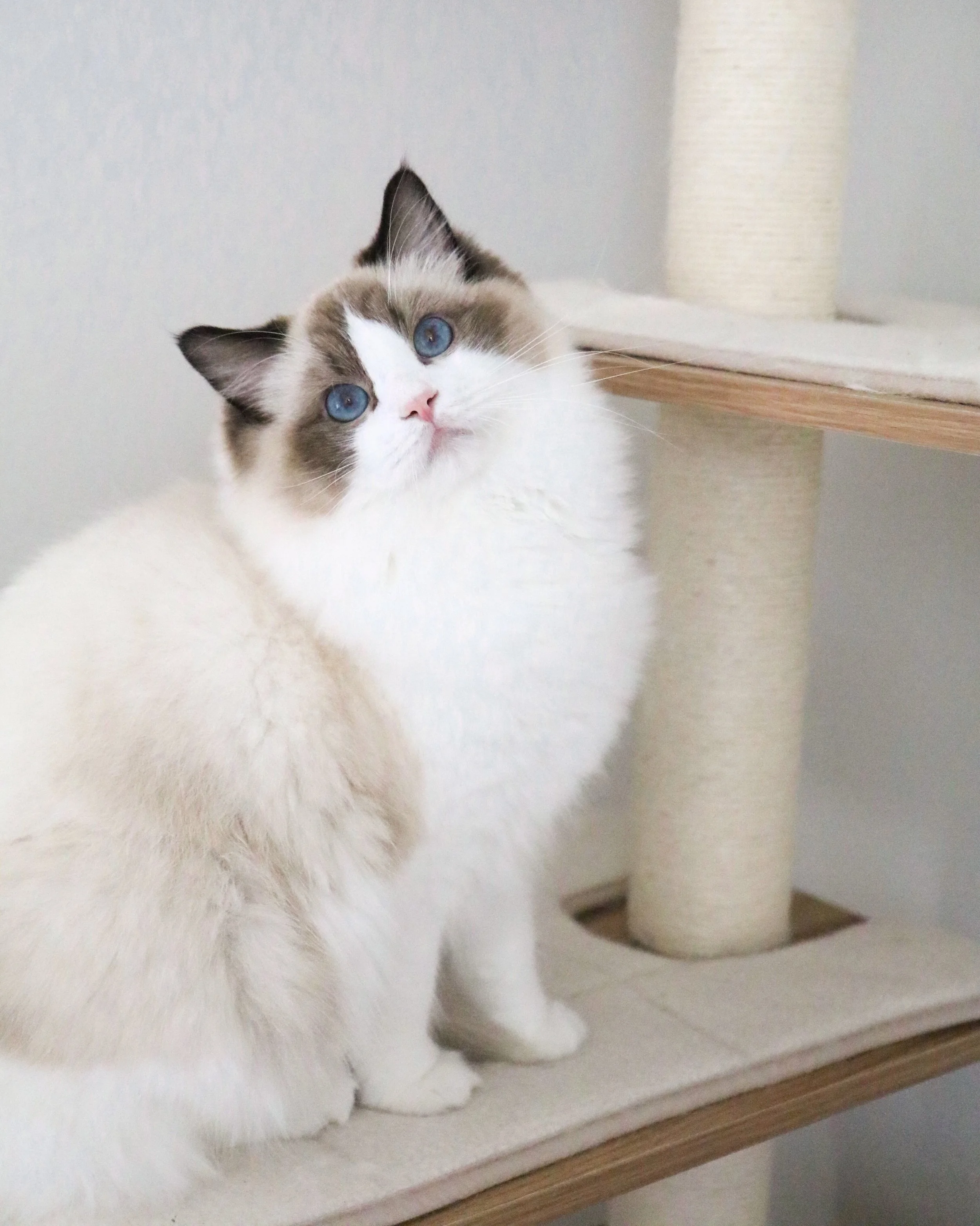 Our Beautiful Female Ragdolls — Ragdoll Kittens For Sale | Ragdoll Breeder