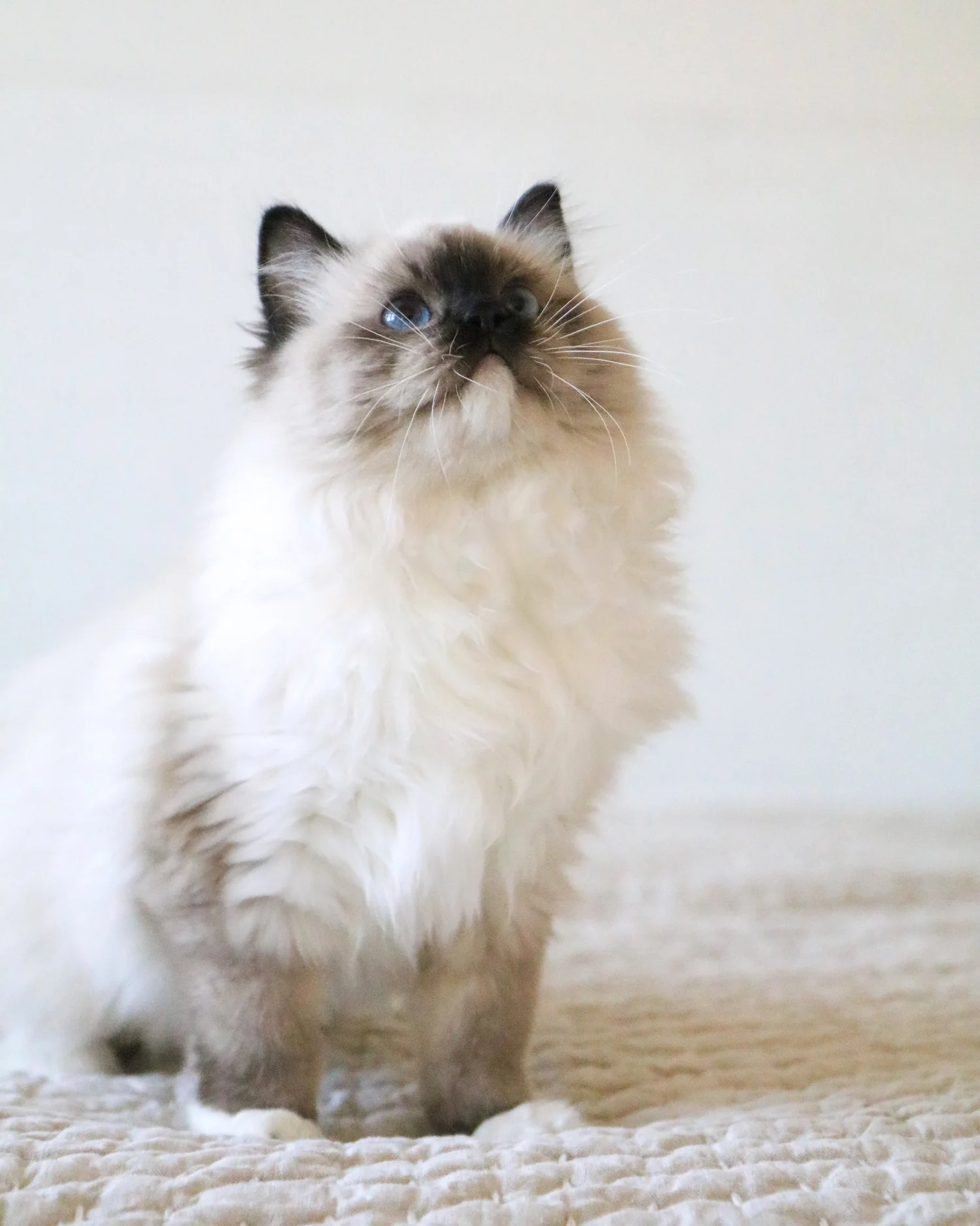 The Seal Mitted Ragdoll — Ragdoll Kittens For Sale | Ragdoll Breeder