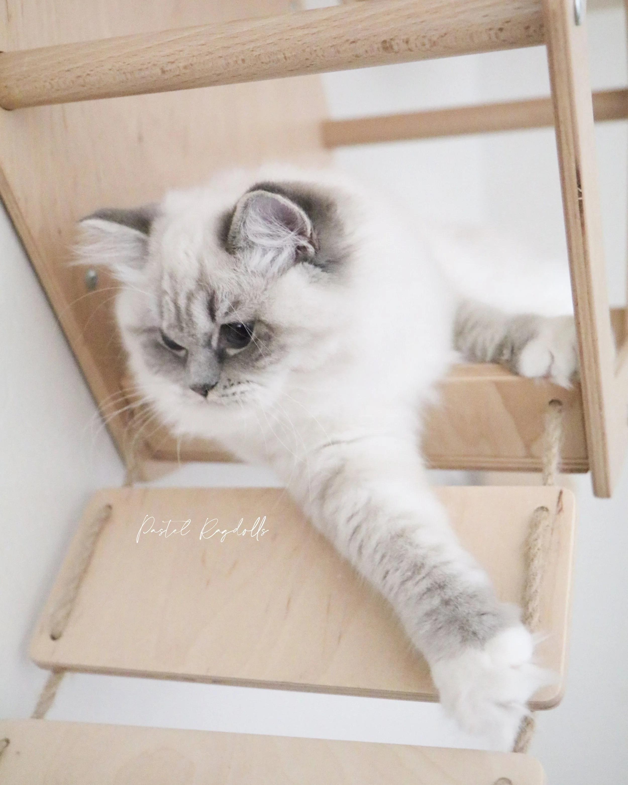 Blue lynx mitted Ragdoll kitten sitting on wooden cat wall tree looking away