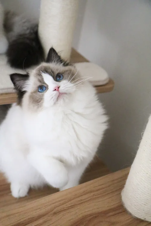 Our Beautiful Female Ragdolls — Ragdoll Kittens For Sale | Ragdoll Breeder