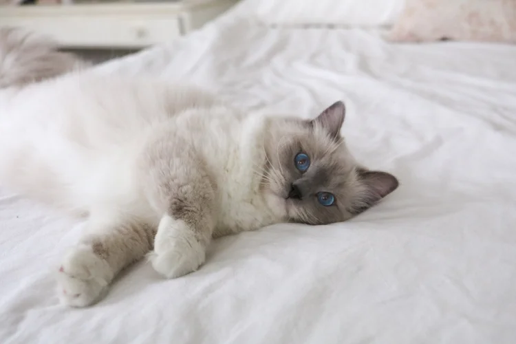 Preventing Hairballs in Ragdolls — Ragdoll Kittens For Sale | Ragdoll ...