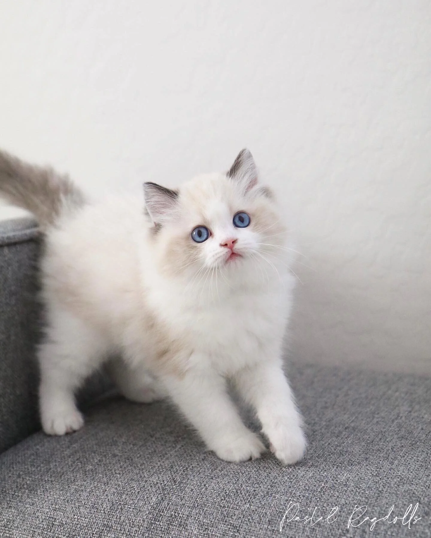 Pastel Ragdolls