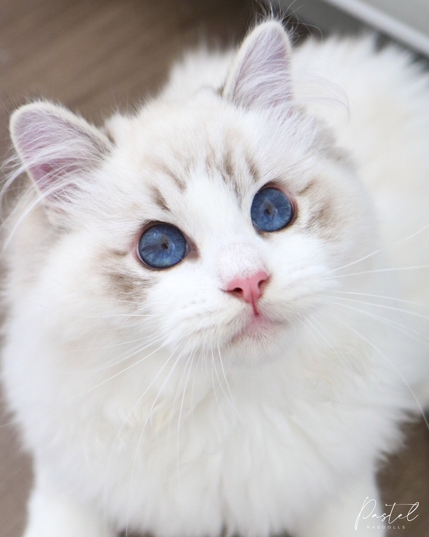 Hello eye color! 😻 Cosmo&rsquo;s eyes are completely unedited and unenhanced in this photo. You will often see pale, diluted and washed out eyes on Ragdolls, which is not ideal. The Ragdoll breed standard calls for large oval blue eyes, with prefere