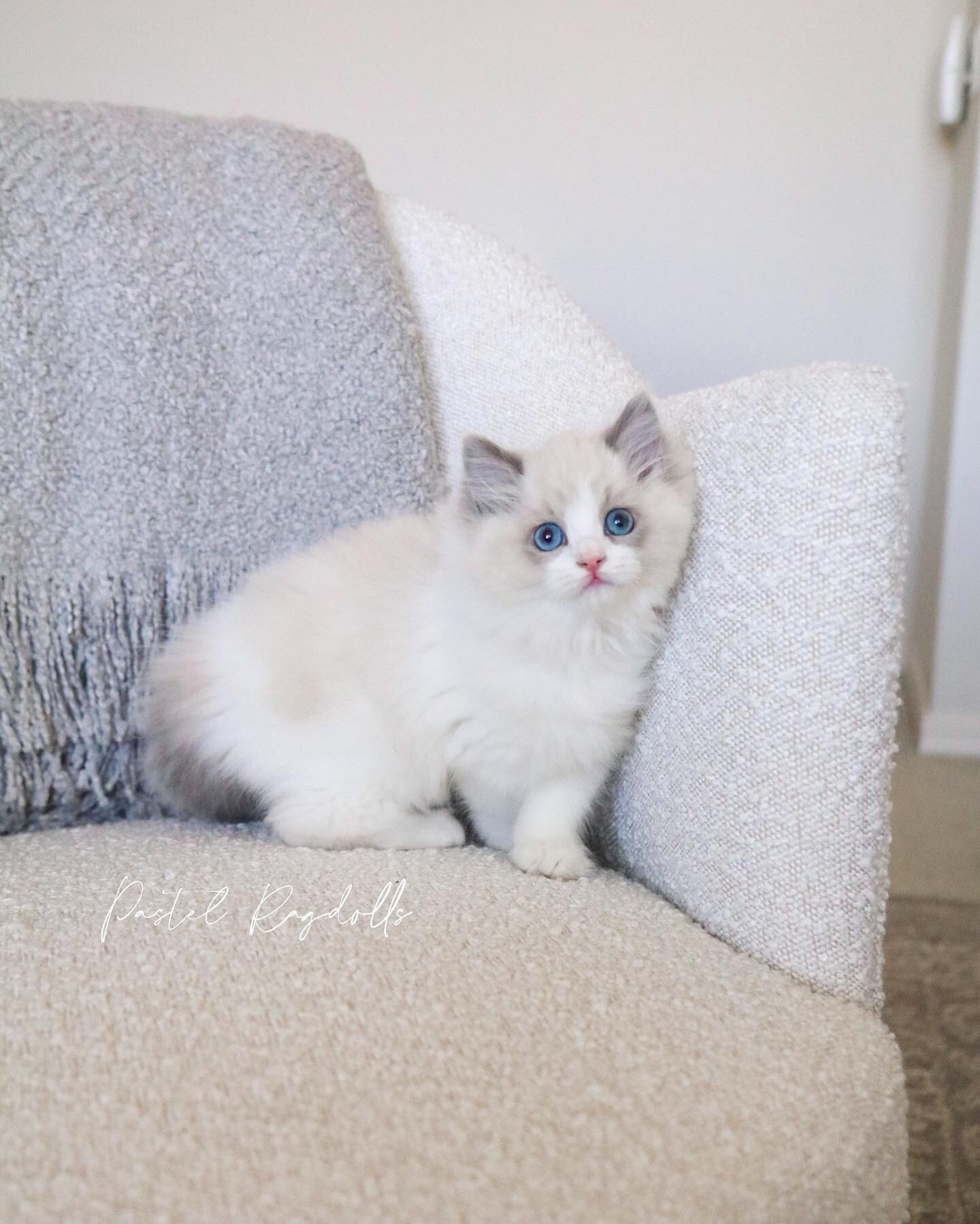 Cute little Strawberry girl 🍓🍰✨ she is the spitting image of her mama!
-
&ldquo;Strawberry Jelly&rdquo; &bull; Blue Bicolor Girl
From our &ldquo;Peanut Butter &amp; Jelly&rdquo; Litter
-
Sire: Ragpublic Remi of Pastel Ragdolls
Dam: Bright Crystall 