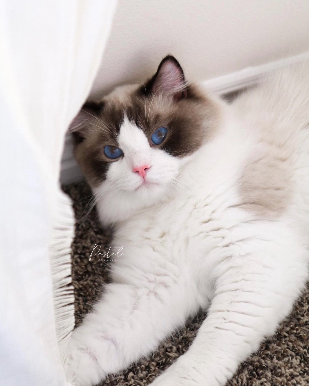 My sweetheart Remi has been neutered and officially retired from our breeding program. Remi was my first Ragdoll and the reason that I fell so madly in love with this breed. He has been the sweetest, most hilarious and amazing first stud boy. 🤍
-
Re