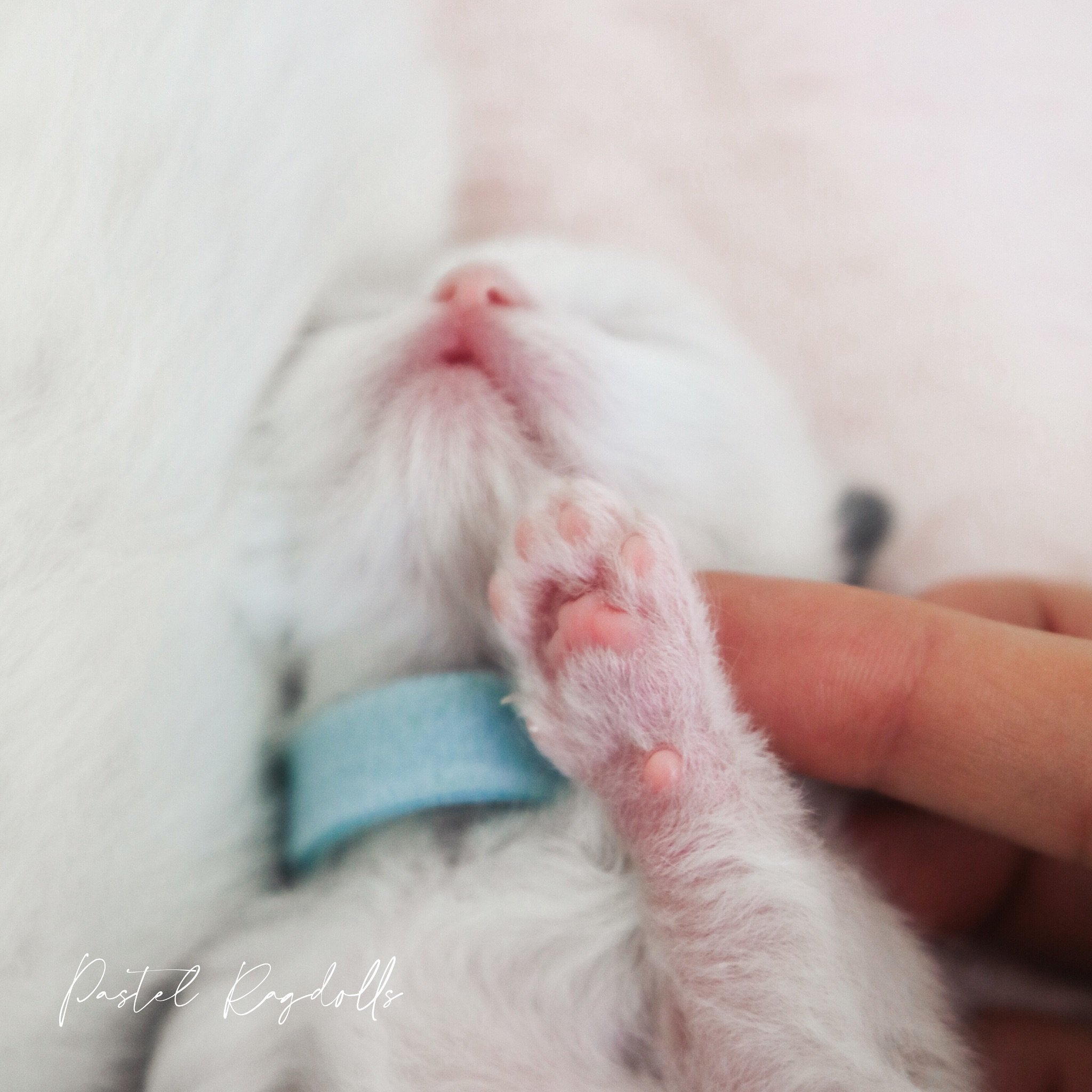 Throwback photo 🍼👼🏻 I don&rsquo;t think there&rsquo;s anything more precious than a paw that&rsquo;s the size of your fingertip. 🥹