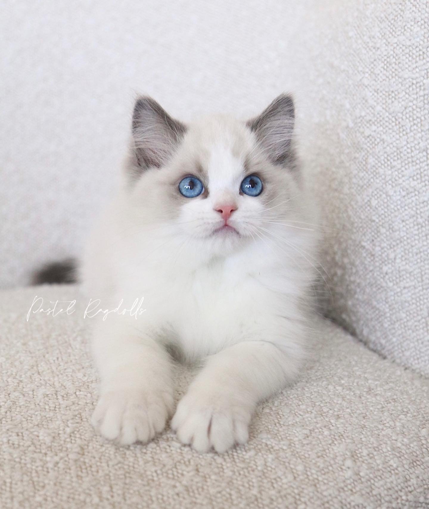 &bull;AVAILABLE&bull; &ldquo;Peanut Butter&rdquo; is a high show quality blue bicolor boy from Yoko + Remi&rsquo;s Peanut Butter &amp; Jelly Litter. If you want a beautiful kitten with a spectacular temperament, Peanut Butter is for you! He is fearle