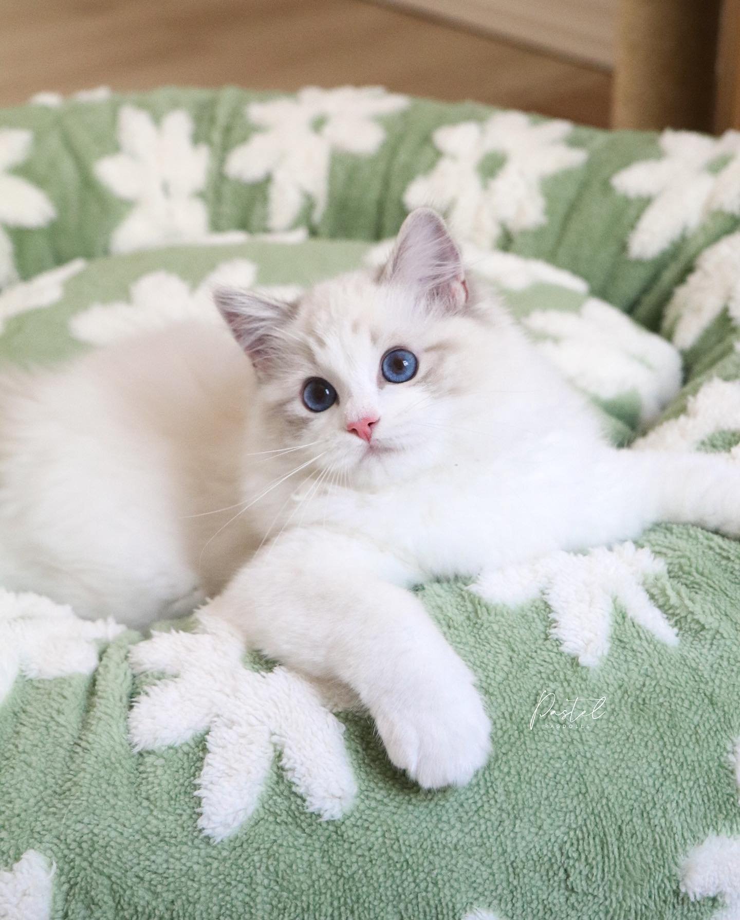 Before our feed is filled with our upcoming babies, I thought I&rsquo;d officially introduce our homebred keeper girl! Meet Pastel Ragdolls Poppy 🌷 (previously &ldquo;Salt&rdquo; from Azalea + Remi&rsquo;s Salt &amp; Pepper Litter).
-
Poppy is a 4.5