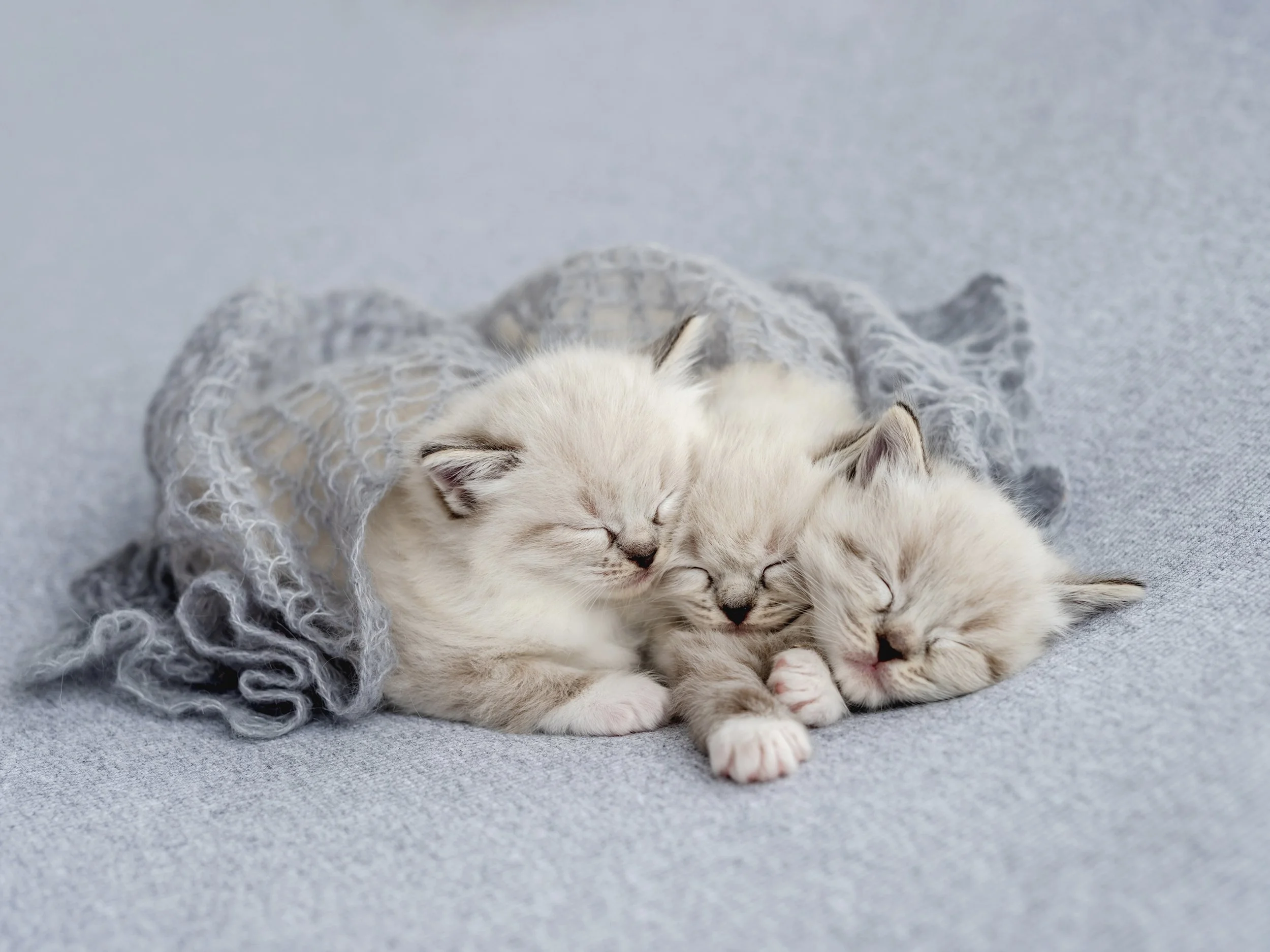 Are Ragdoll Cats Cuddly?