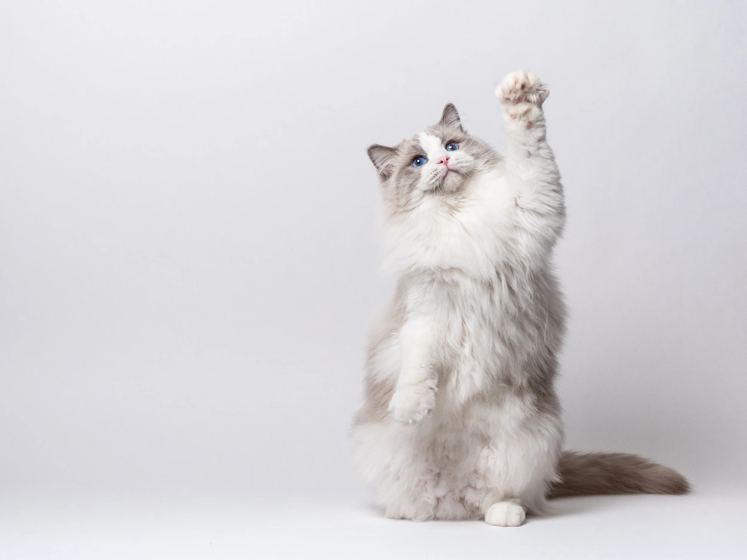 The Ragdoll: Why It’s the World’s Most Popular Cat Breed