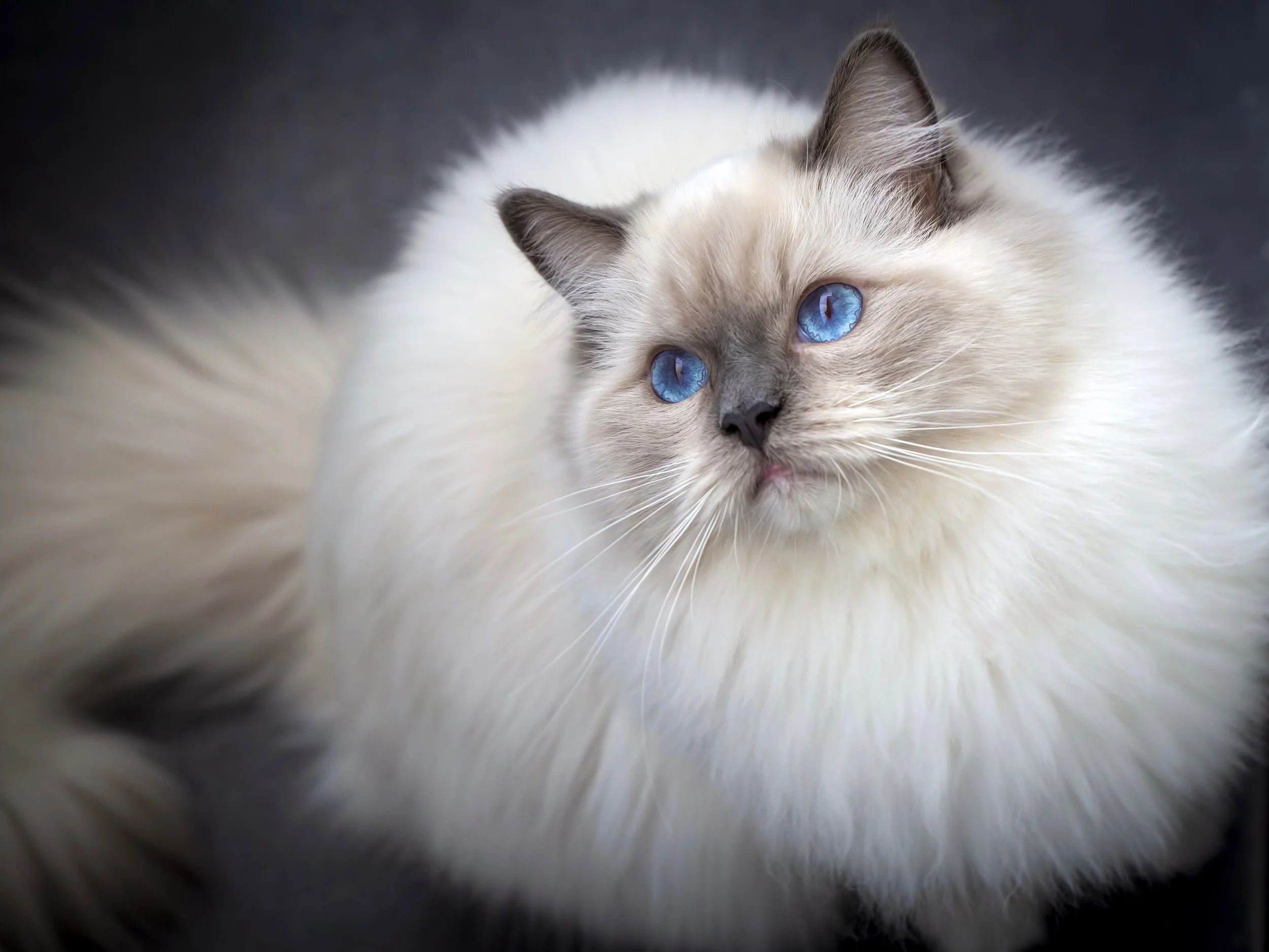 Obesity in Ragdolls - How to Mantain a Healthy Weight