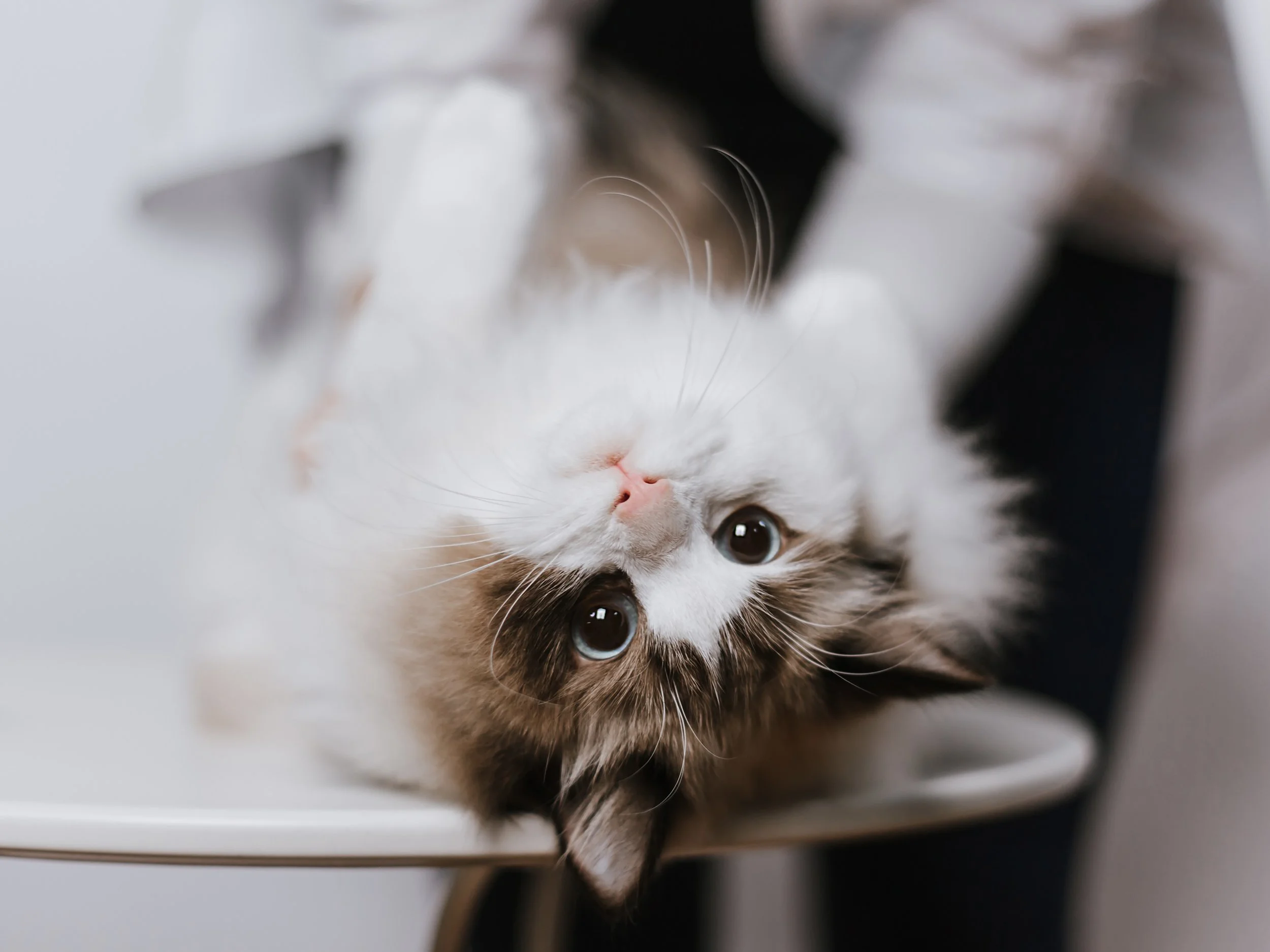Are Ragdoll Cats High Maintenance?