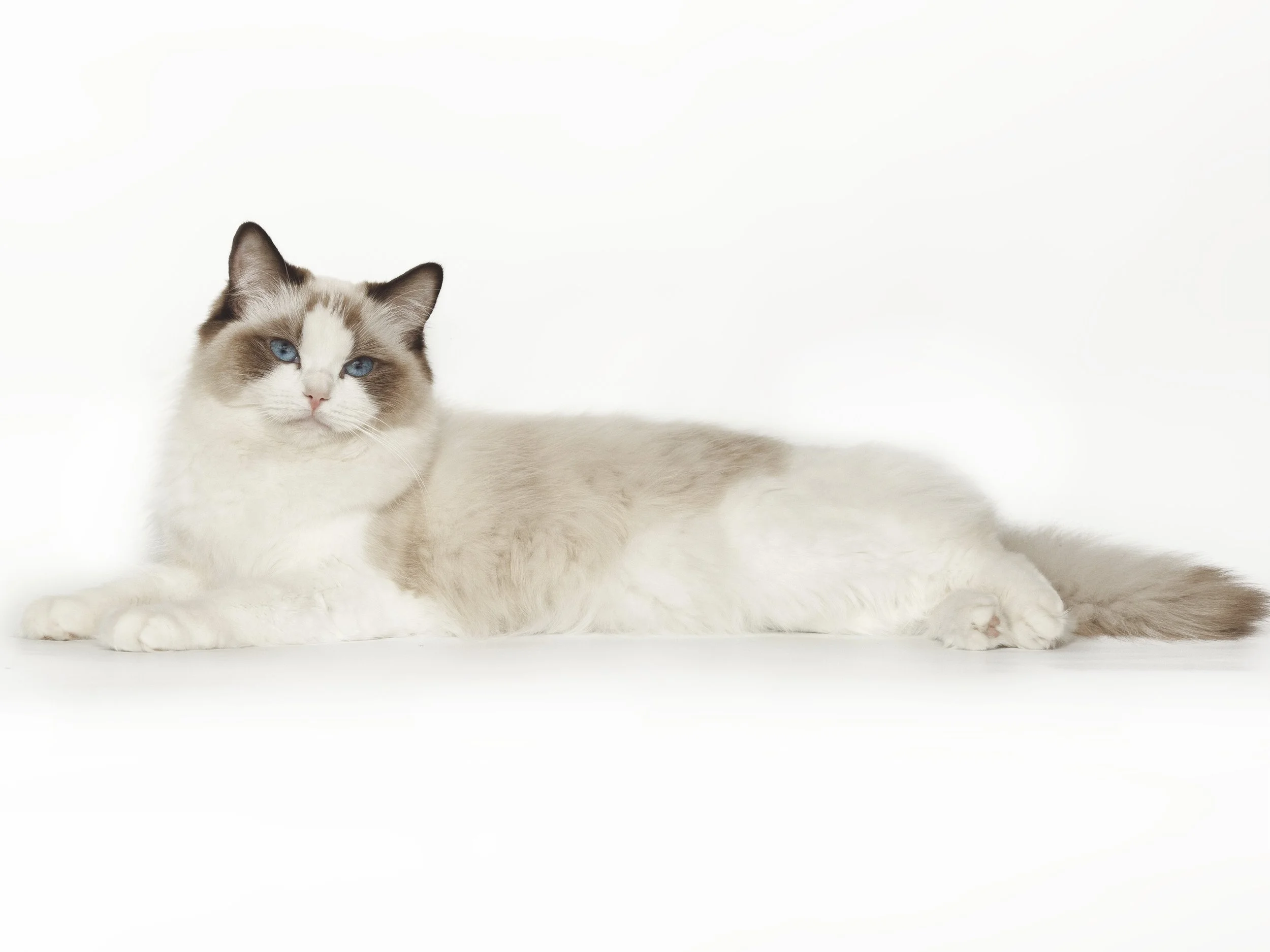 The Seal Bicolor Ragdoll